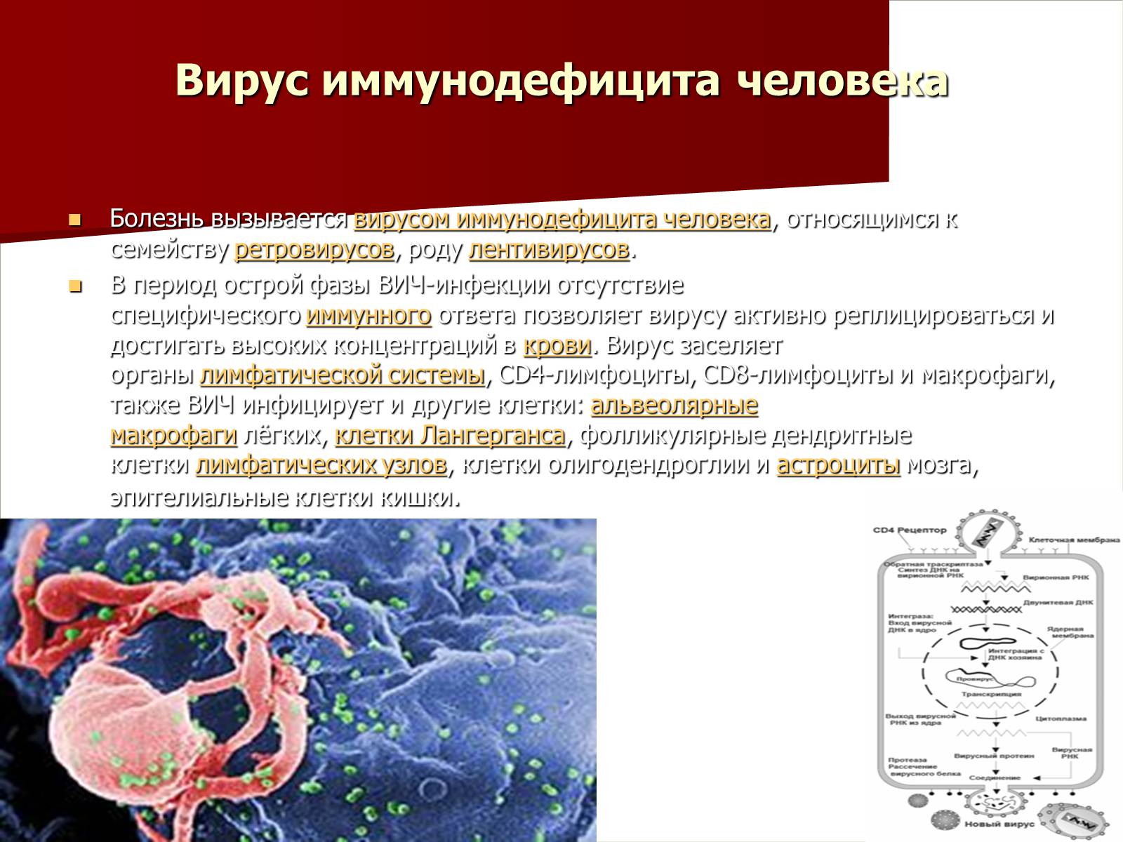 Презентація на тему «Синдром приобретённого иммунного дефицита» - Слайд #9 Презентація на тему «Синдром приобретённого иммунного дефицита» - Слайд #9