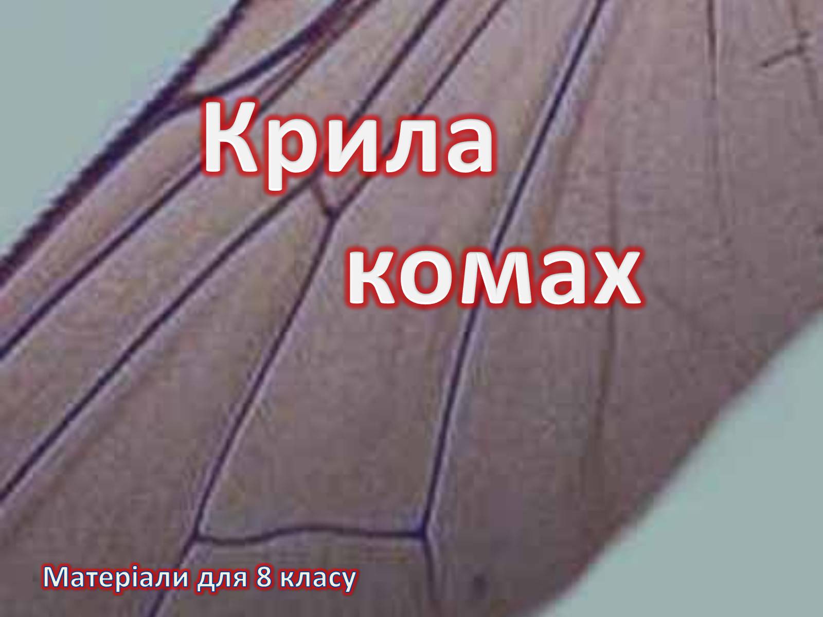 Презентація на тему «Крила комах» - Слайд #1 Презентація на тему «Крила комах» - Слайд #1