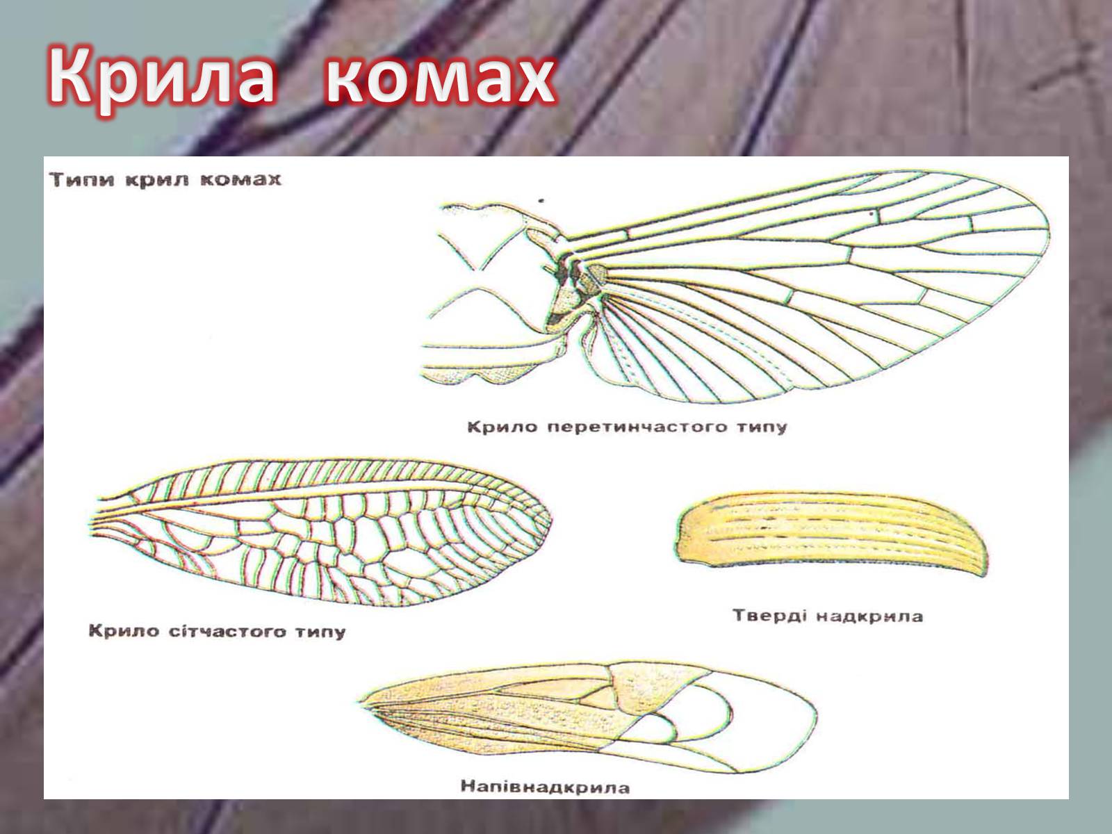 Презентація на тему «Крила комах» - Слайд #10 Презентація на тему «Крила комах» - Слайд #10