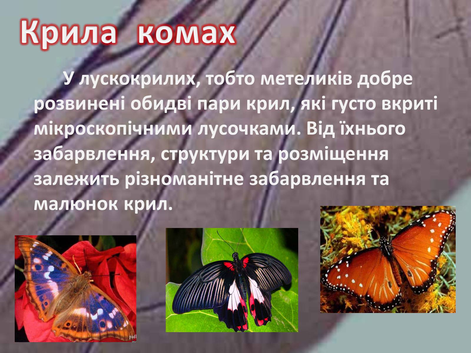 Презентація на тему «Крила комах» - Слайд #11 Презентація на тему «Крила комах» - Слайд #11