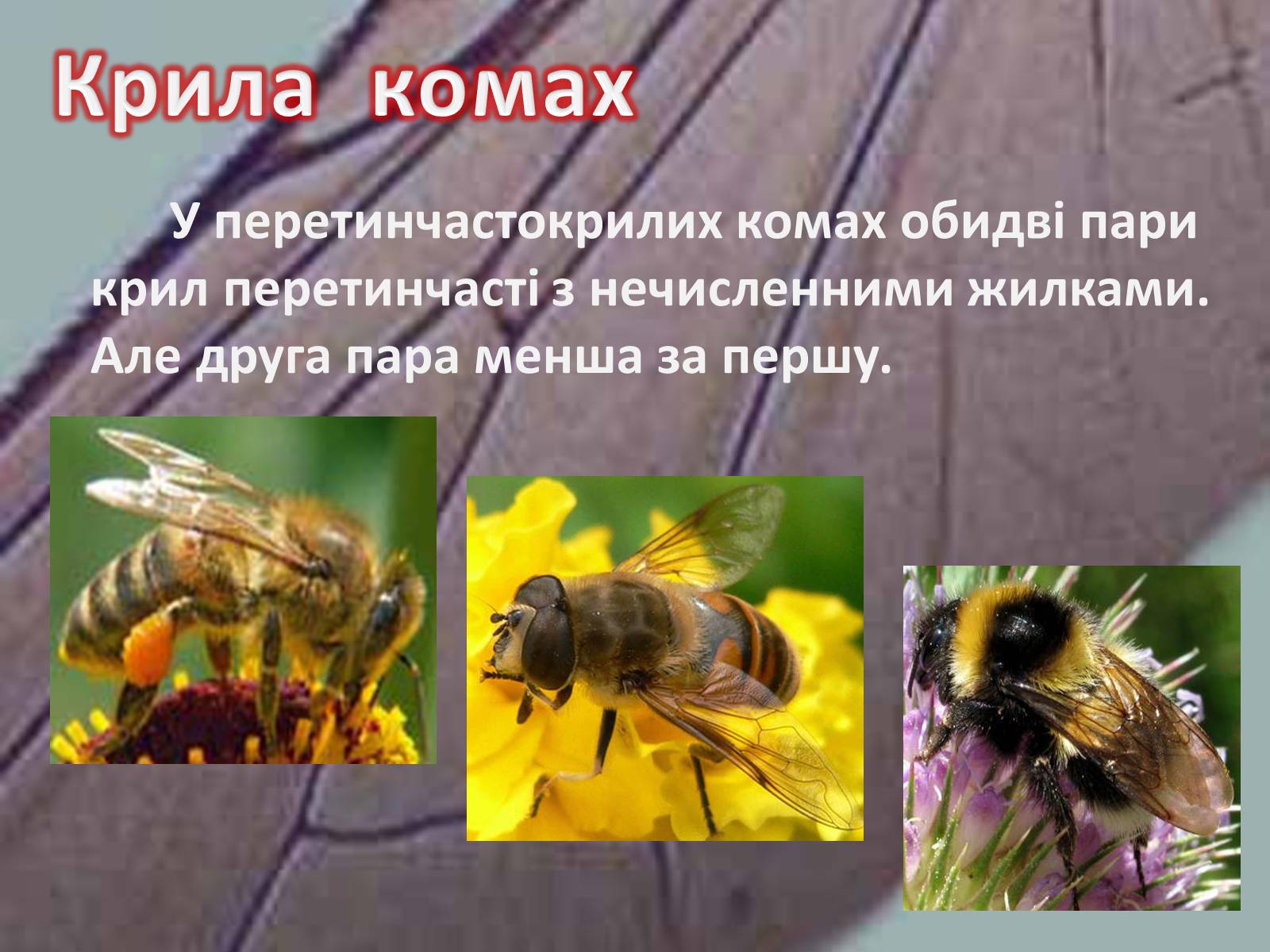 Презентація на тему «Крила комах» - Слайд #12 Презентація на тему «Крила комах» - Слайд #12