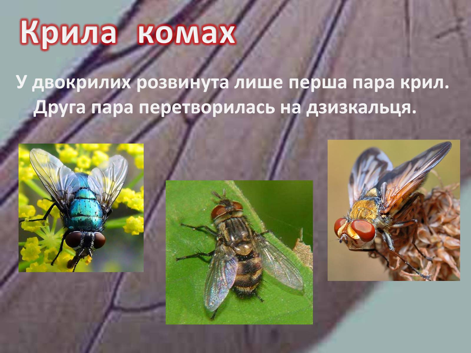 Презентація на тему «Крила комах» - Слайд #13 Презентація на тему «Крила комах» - Слайд #13