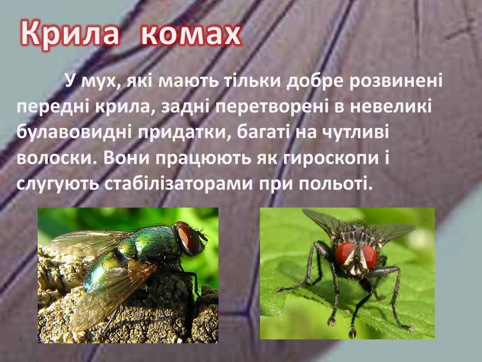 Презентація на тему «Крила комах» - Слайд #14 Презентація на тему «Крила комах» - Слайд #14
