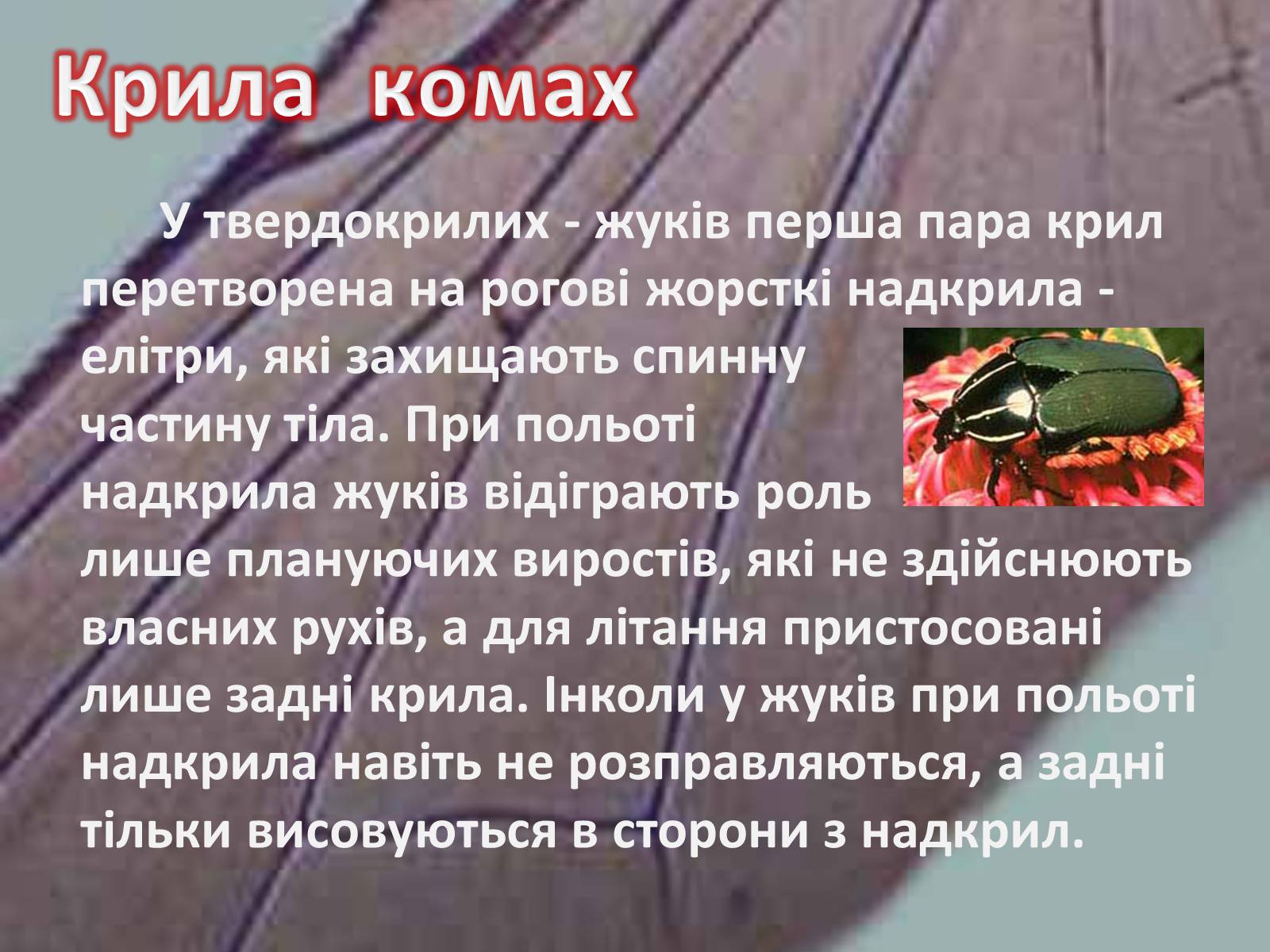 Презентація на тему «Крила комах» - Слайд #15 Презентація на тему «Крила комах» - Слайд #15