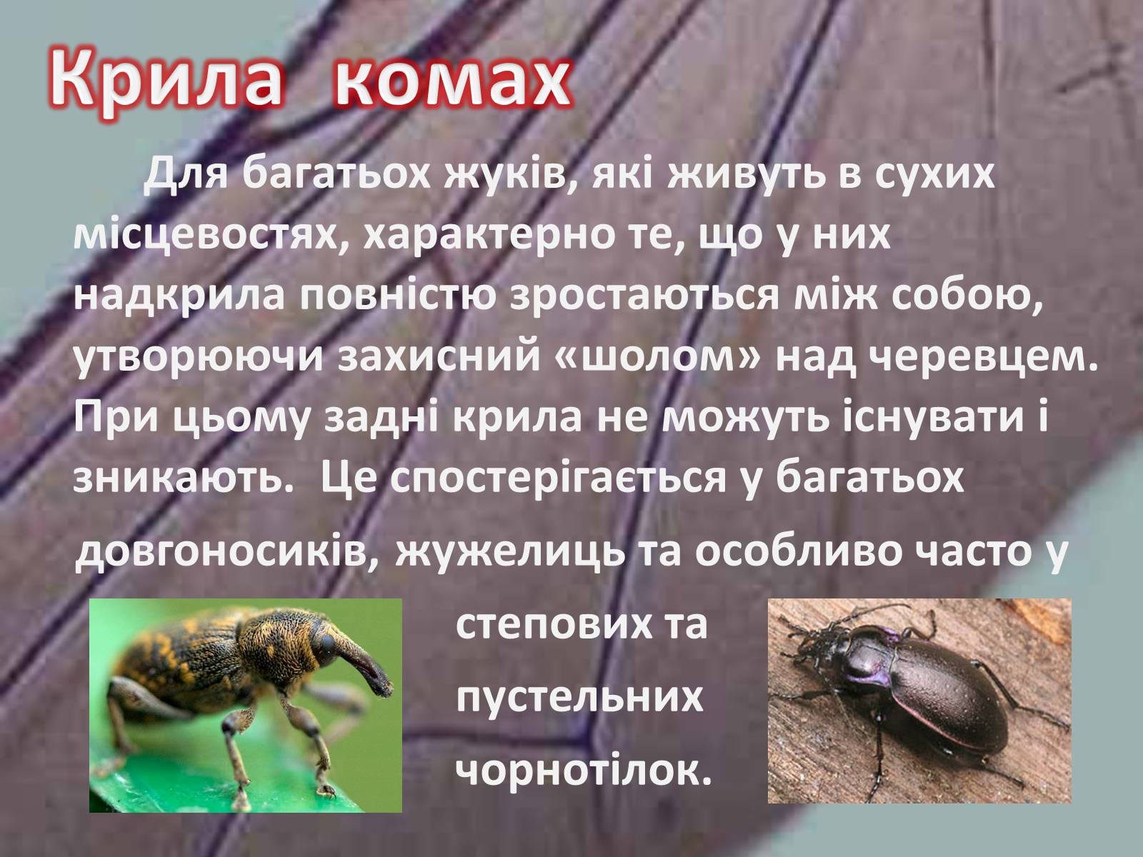 Презентація на тему «Крила комах» - Слайд #16 Презентація на тему «Крила комах» - Слайд #16