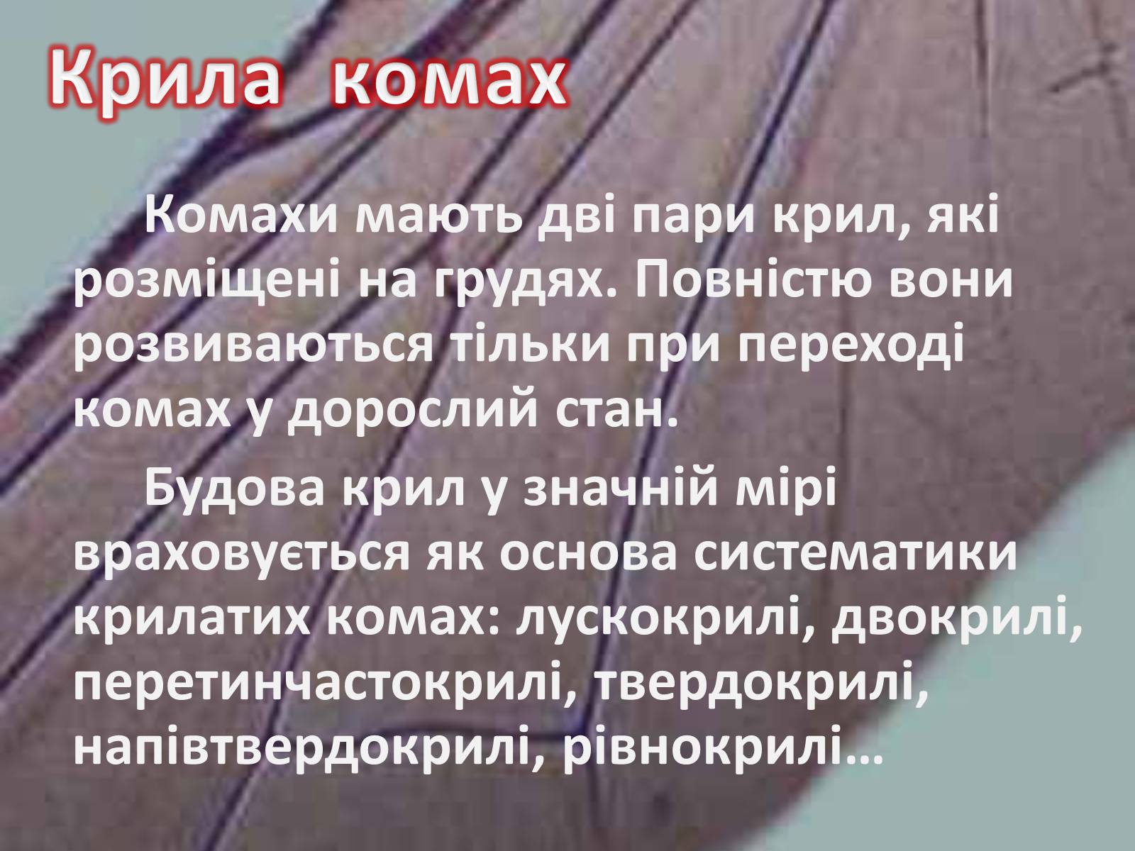 Презентація на тему «Крила комах» - Слайд #2 Презентація на тему «Крила комах» - Слайд #2