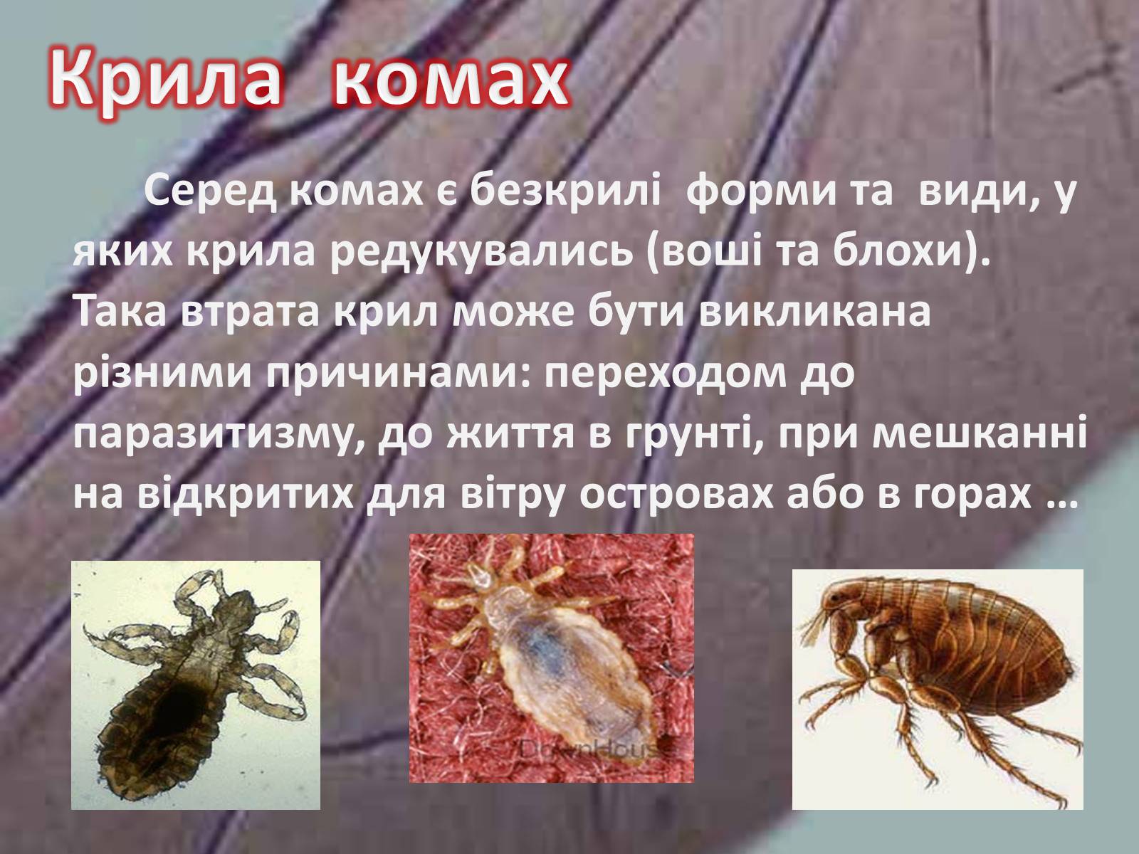 Презентація на тему «Крила комах» - Слайд #22 Презентація на тему «Крила комах» - Слайд #22