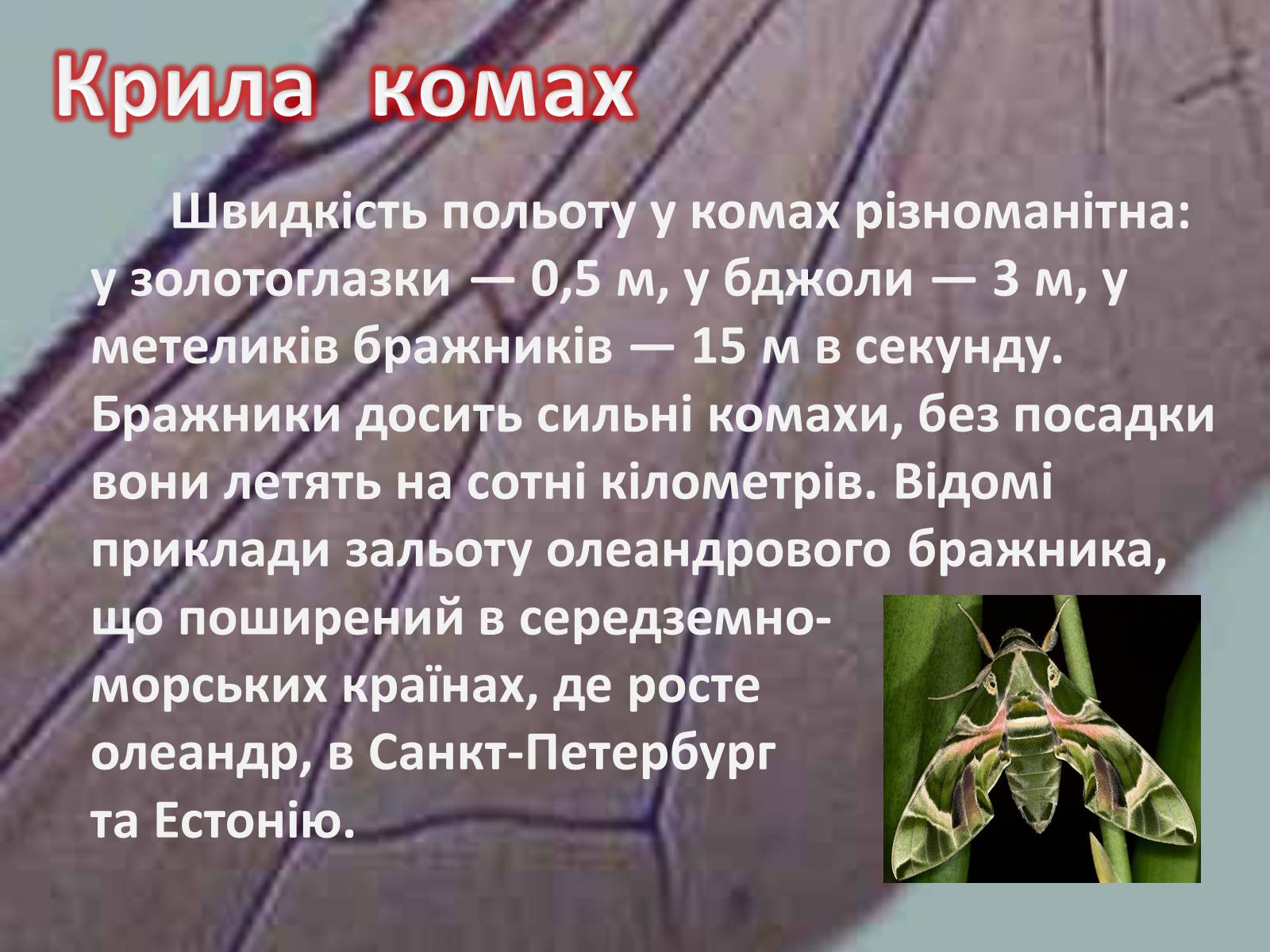 Презентація на тему «Крила комах» - Слайд #23 Презентація на тему «Крила комах» - Слайд #23