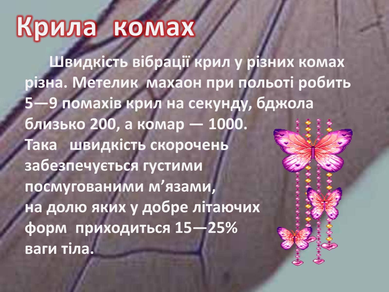 Презентація на тему «Крила комах» - Слайд #24 Презентація на тему «Крила комах» - Слайд #24