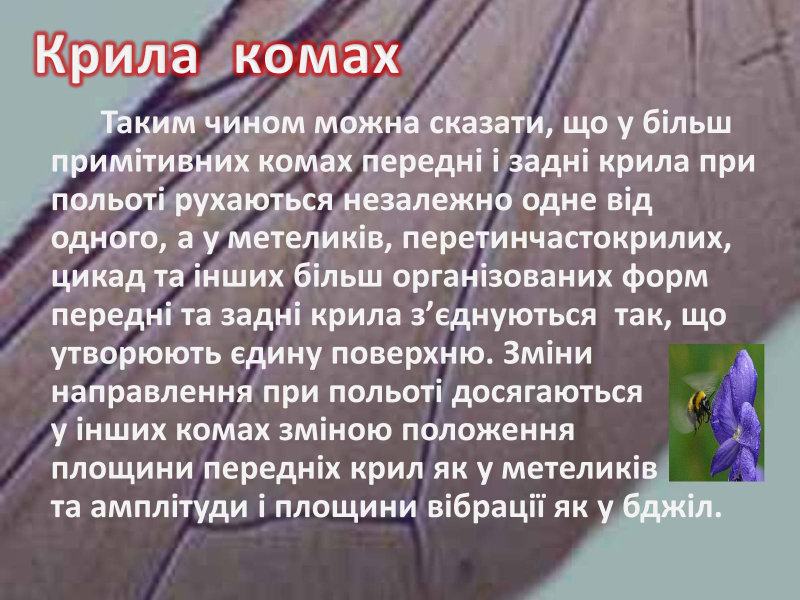 Презентація на тему «Крила комах» - Слайд #26 Презентація на тему «Крила комах» - Слайд #26