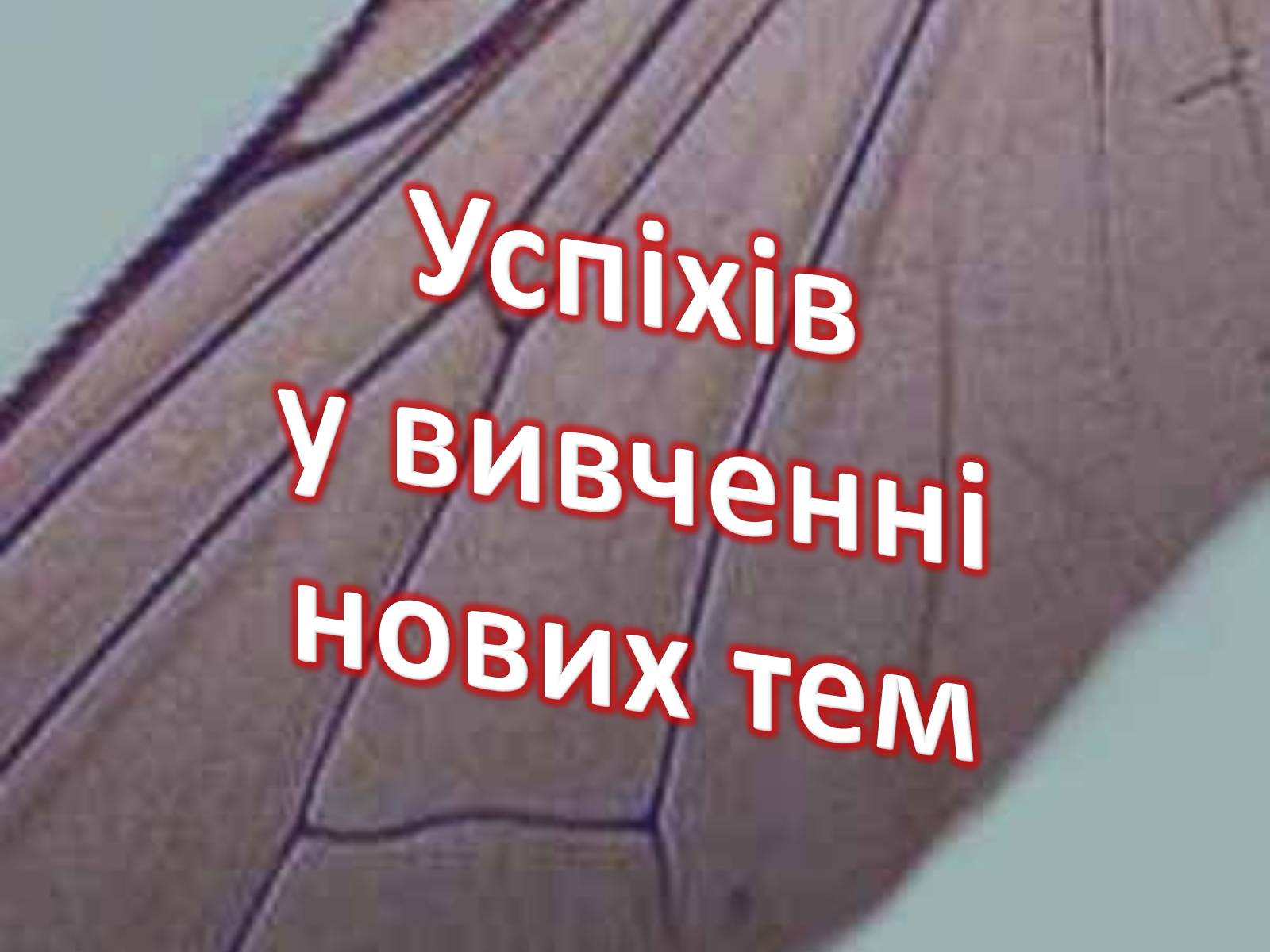 Презентація на тему «Крила комах» - Слайд #27 Презентація на тему «Крила комах» - Слайд #27