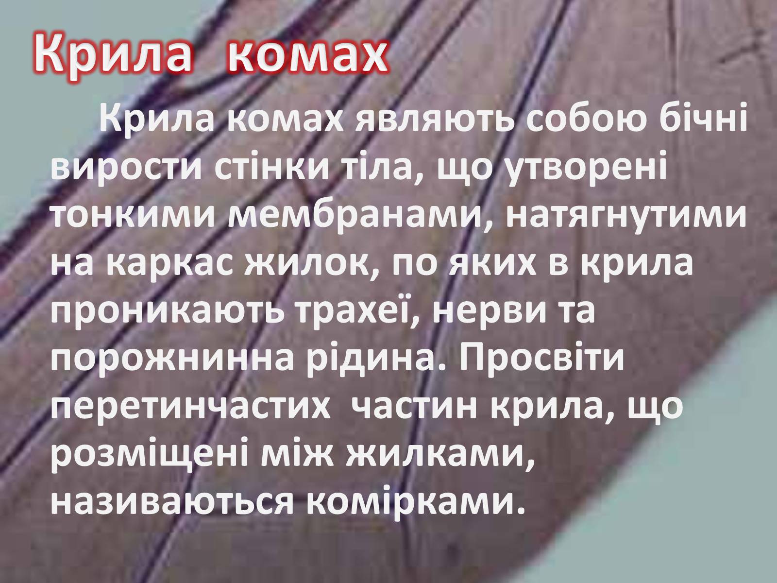 Презентація на тему «Крила комах» - Слайд #3 Презентація на тему «Крила комах» - Слайд #3