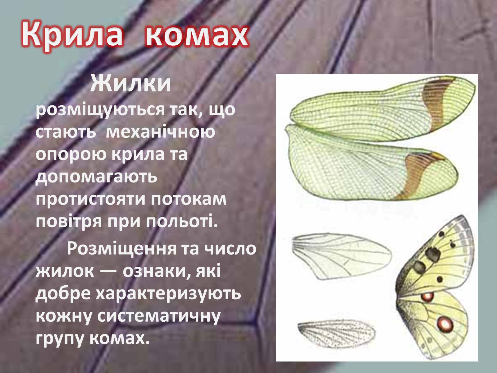 Презентація на тему «Крила комах» - Слайд #4 Презентація на тему «Крила комах» - Слайд #4