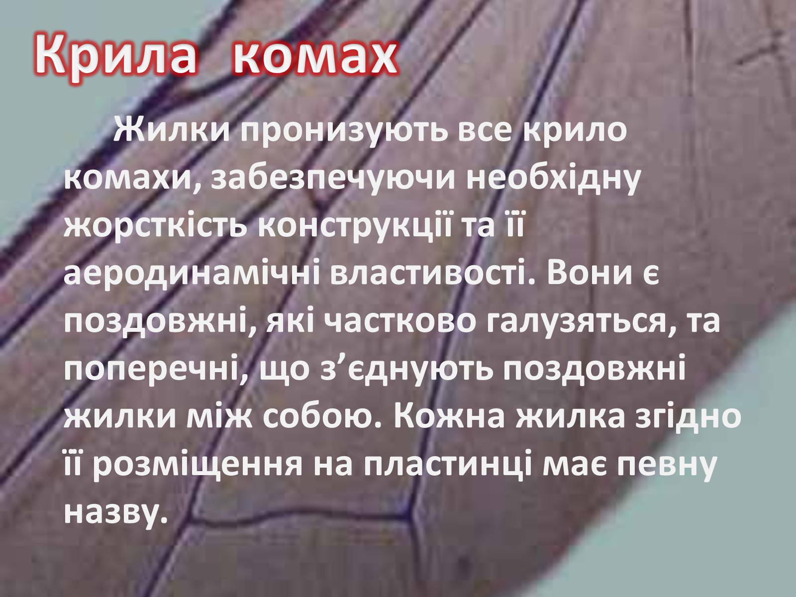 Презентація на тему «Крила комах» - Слайд #5 Презентація на тему «Крила комах» - Слайд #5