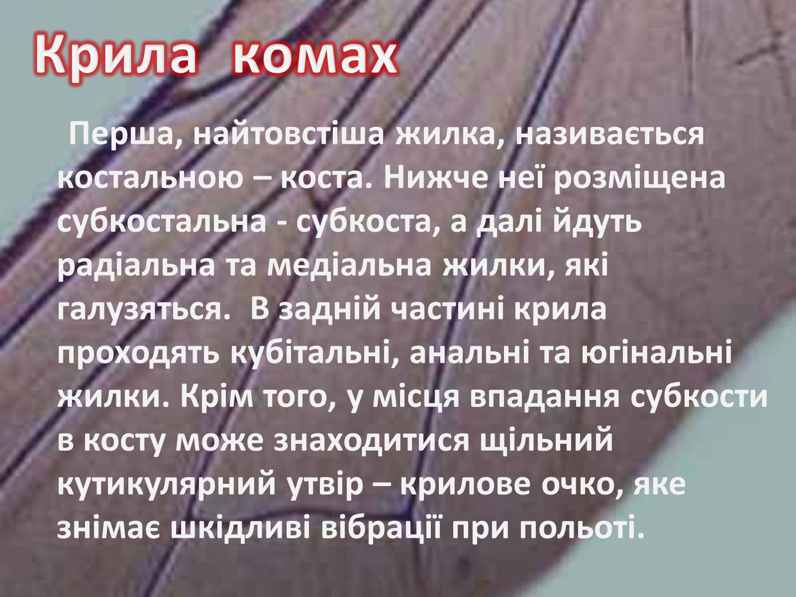 Презентація на тему «Крила комах» - Слайд #6 Презентація на тему «Крила комах» - Слайд #6