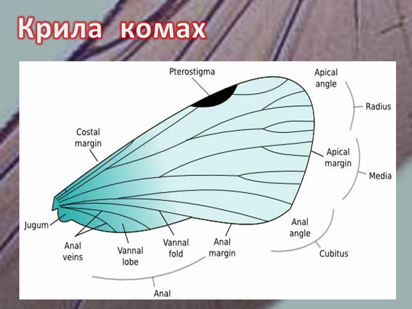 Презентація на тему «Крила комах» - Слайд #8 Презентація на тему «Крила комах» - Слайд #8