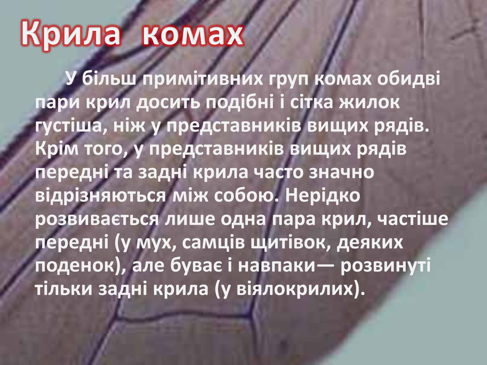 Презентація на тему «Крила комах» - Слайд #9 Презентація на тему «Крила комах» - Слайд #9