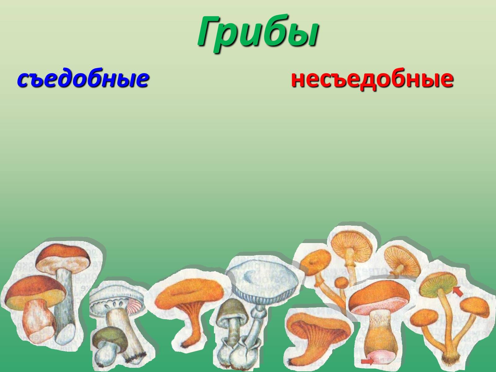 Презентація на тему «Растения» - Слайд #5 Презентація на тему «Растения» - Слайд #5