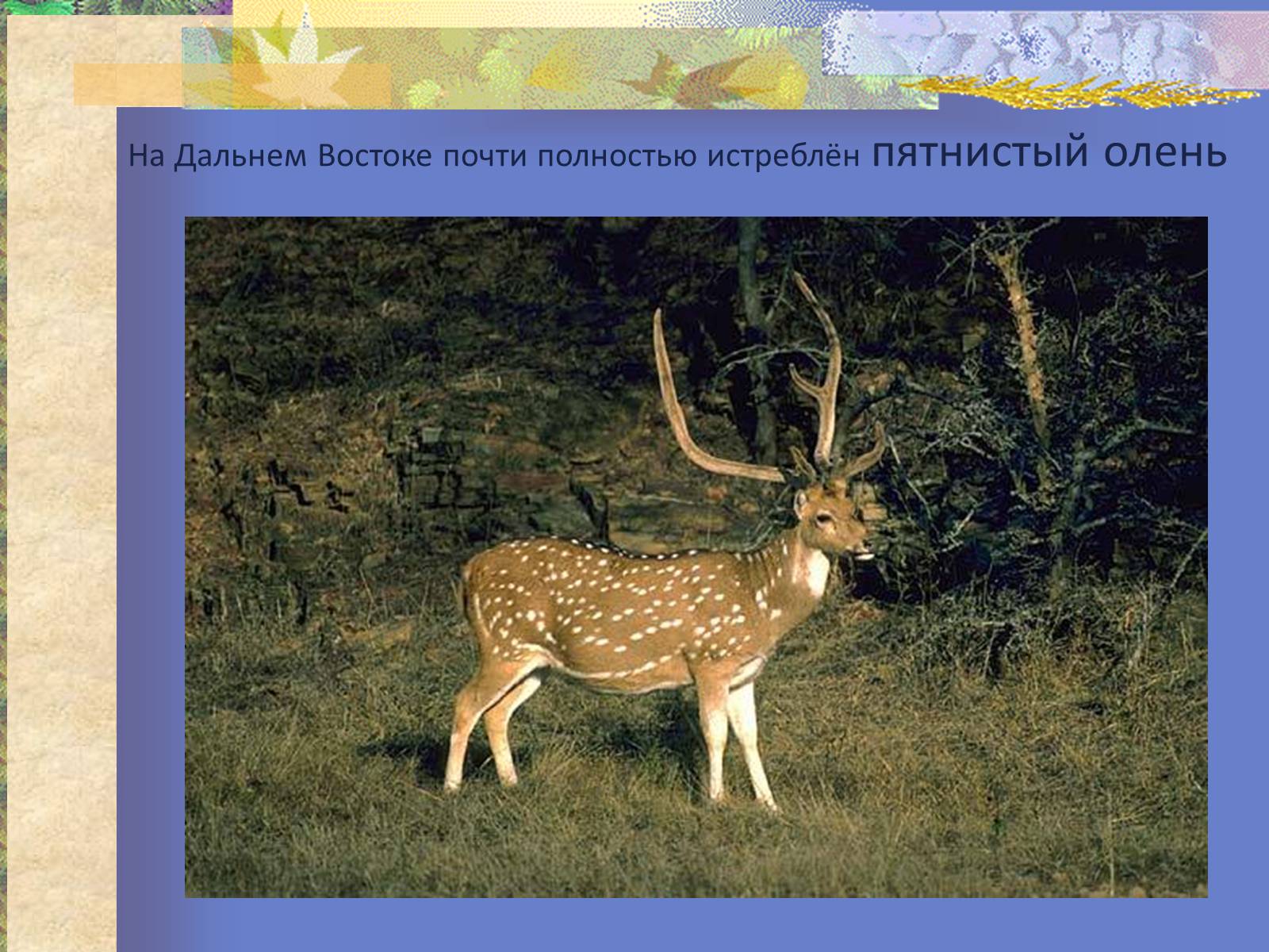 Презентація на тему «Воздействие человека и его деятельности на животных» - Слайд #15 Презентація на тему «Воздействие человека и его деятельности на животных» - Слайд #15