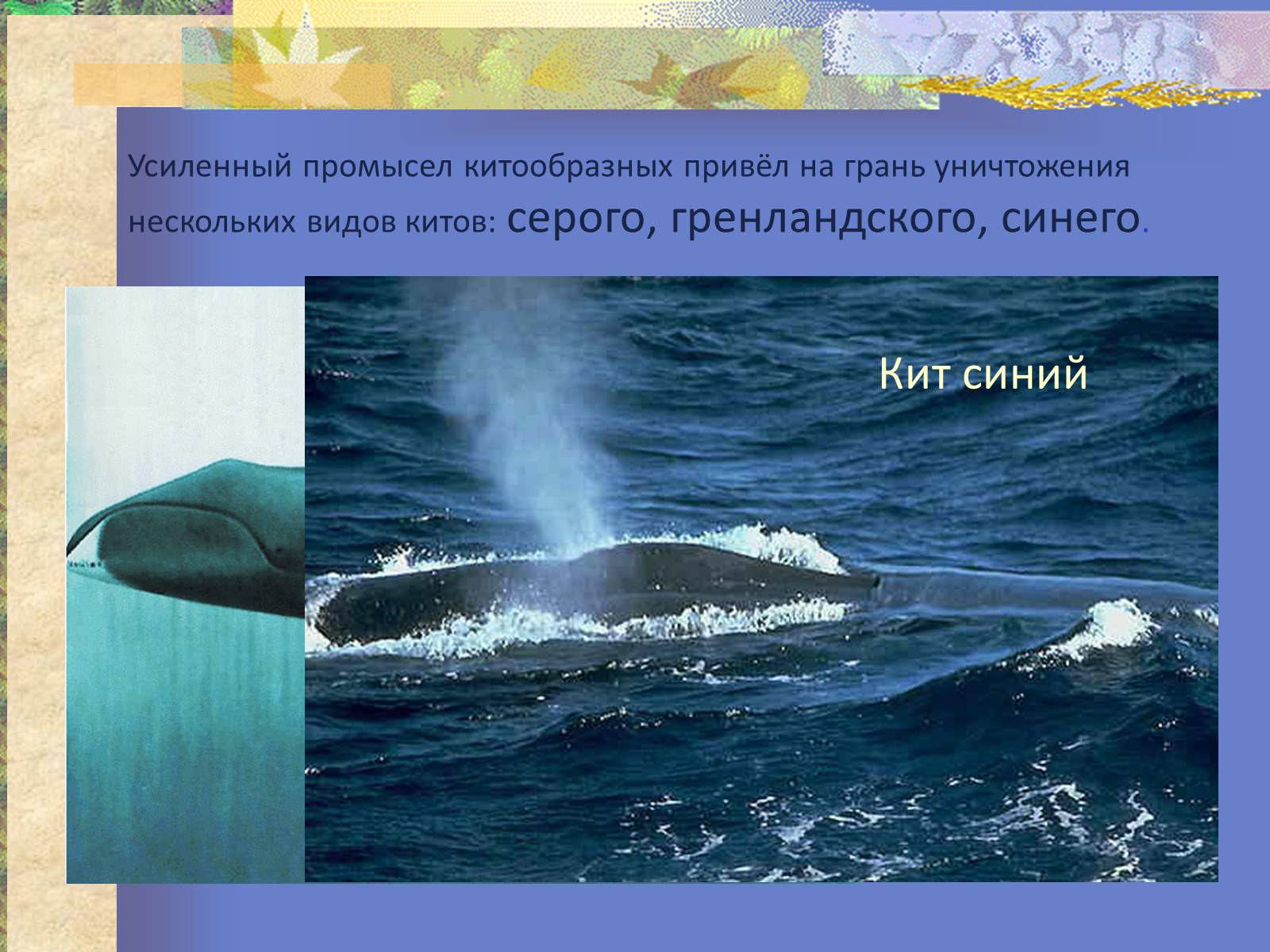 Презентація на тему «Воздействие человека и его деятельности на животных» - Слайд #16 Презентація на тему «Воздействие человека и его деятельности на животных» - Слайд #16