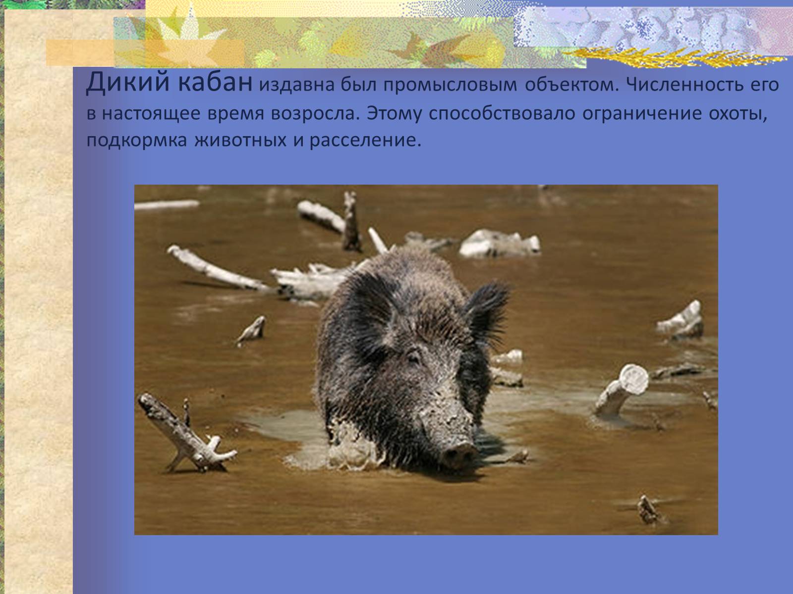 Презентація на тему «Воздействие человека и его деятельности на животных» - Слайд #26 Презентація на тему «Воздействие человека и его деятельности на животных» - Слайд #26