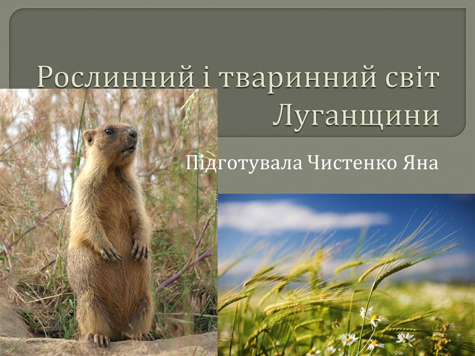 Презентація на тему «Рослинний і тваринний світ Луганщини» - Слайд #1 Презентація на тему «Рослинний і тваринний світ Луганщини» - Слайд #1