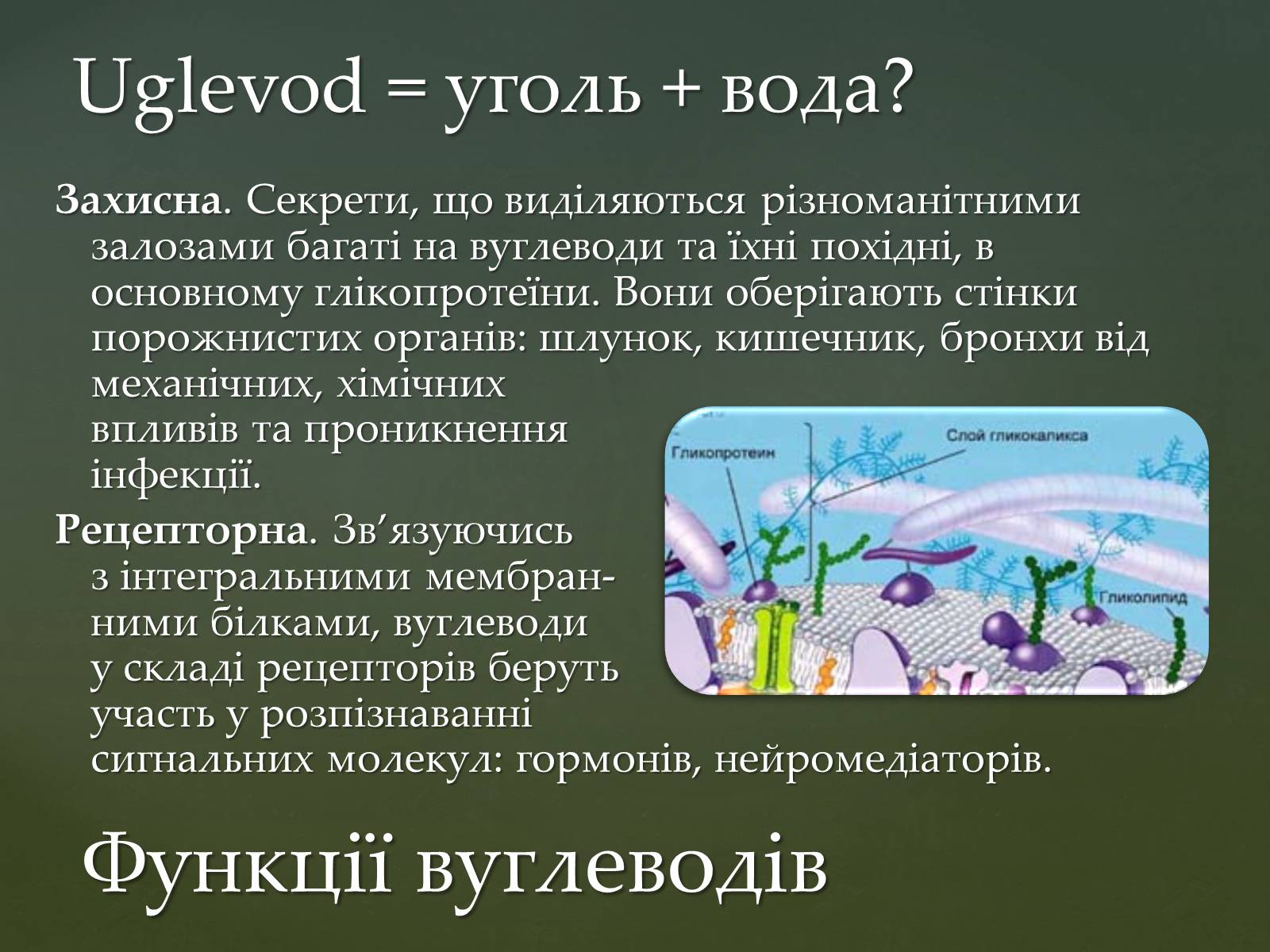 Презентація на тему «Вуглеводи як компоненти їжі, їх роль у житті людини» (варіант 31) - Слайд #12 Презентація на тему «Вуглеводи як компоненти їжі, їх роль у житті людини» (варіант 31) - Слайд #12