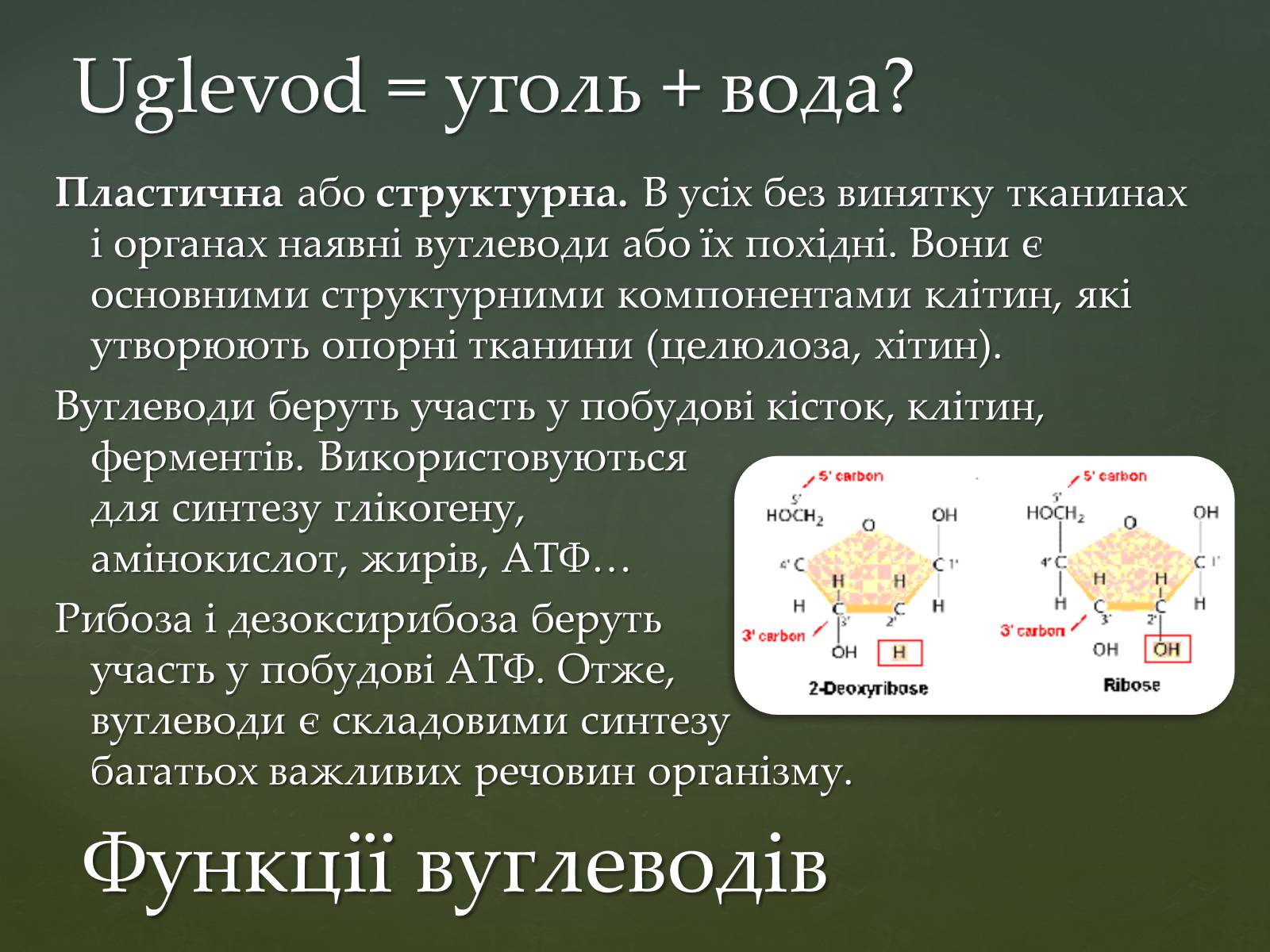 Презентація на тему «Вуглеводи як компоненти їжі, їх роль у житті людини» (варіант 31) - Слайд #13 Презентація на тему «Вуглеводи як компоненти їжі, їх роль у житті людини» (варіант 31) - Слайд #13