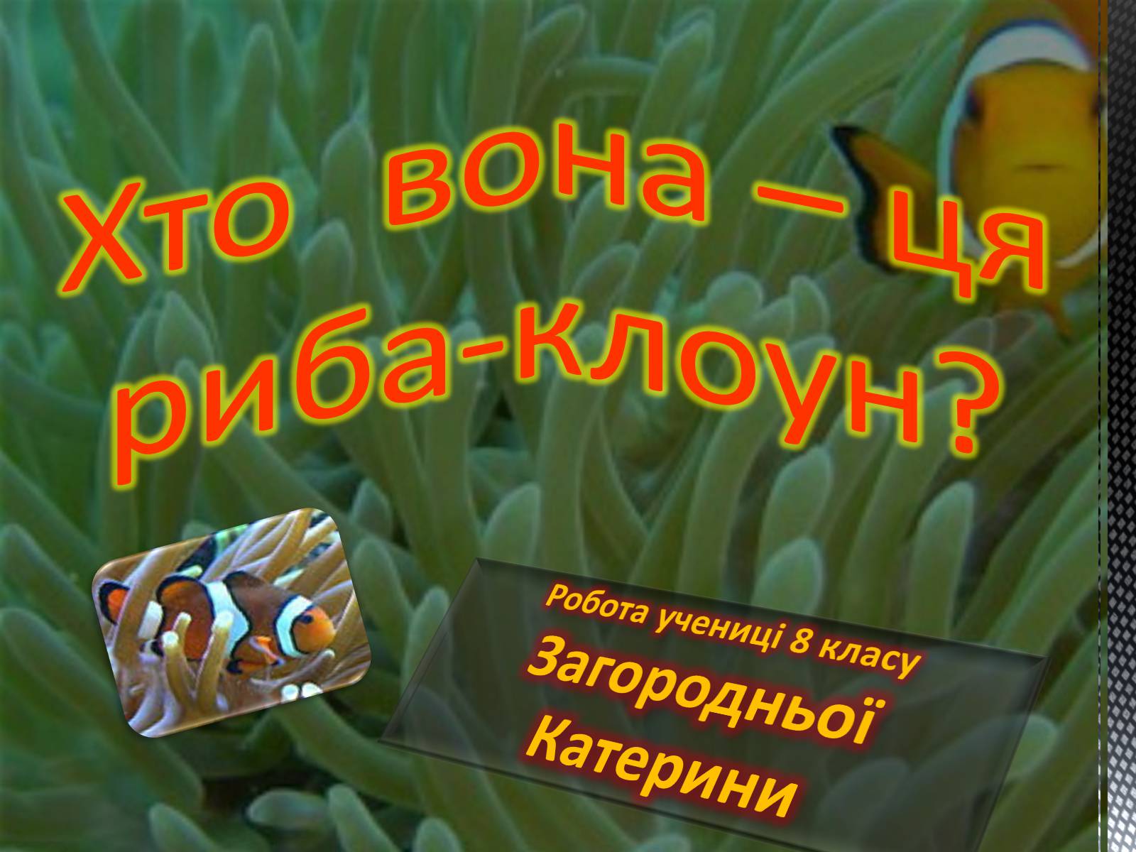 Презентація на тему «Риба-клоун» - Слайд #1 Презентація на тему «Риба-клоун» - Слайд #1