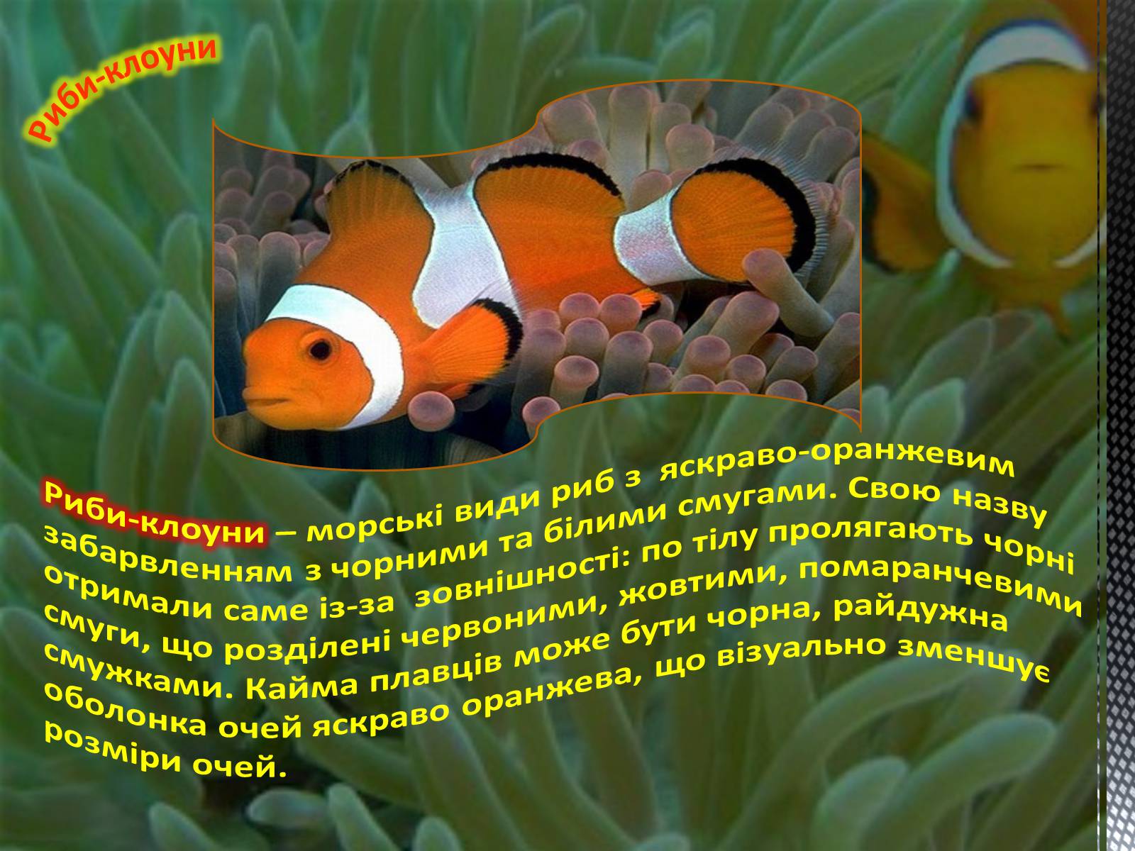 Презентація на тему «Риба-клоун» - Слайд #2 Презентація на тему «Риба-клоун» - Слайд #2