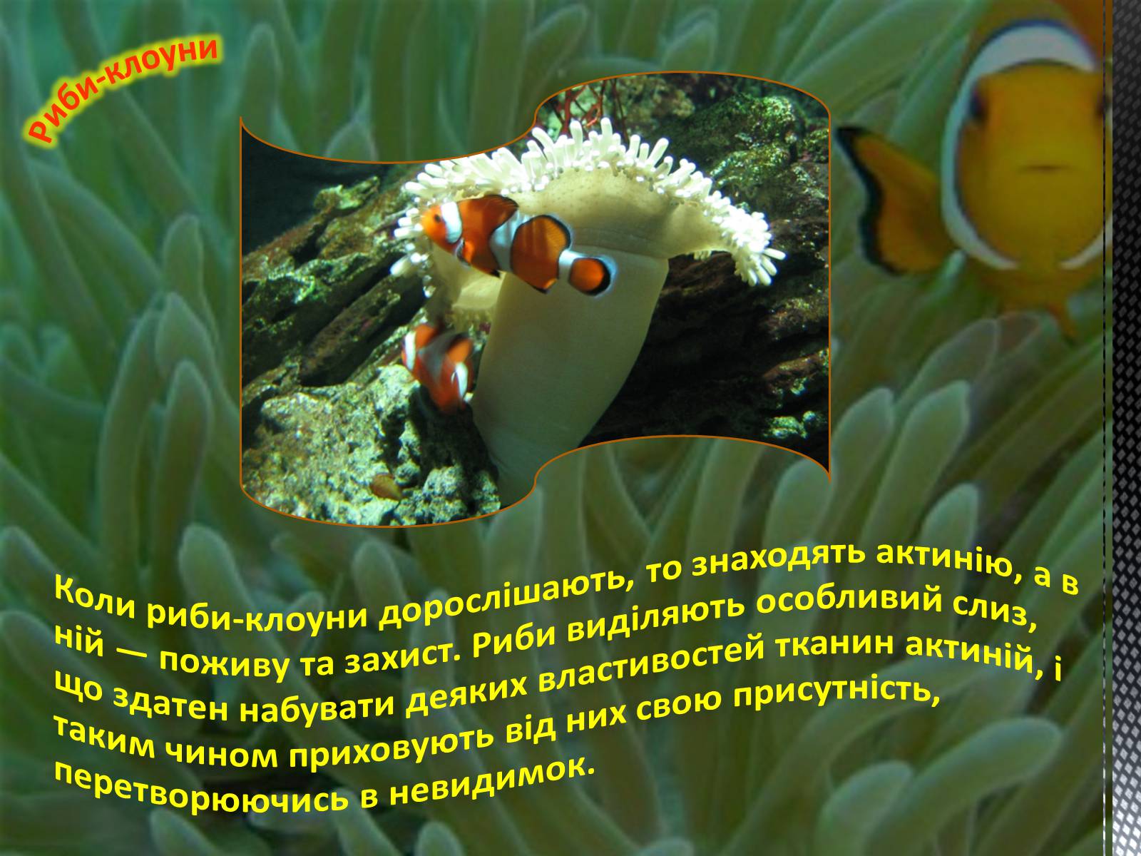 Презентація на тему «Риба-клоун» - Слайд #4 Презентація на тему «Риба-клоун» - Слайд #4