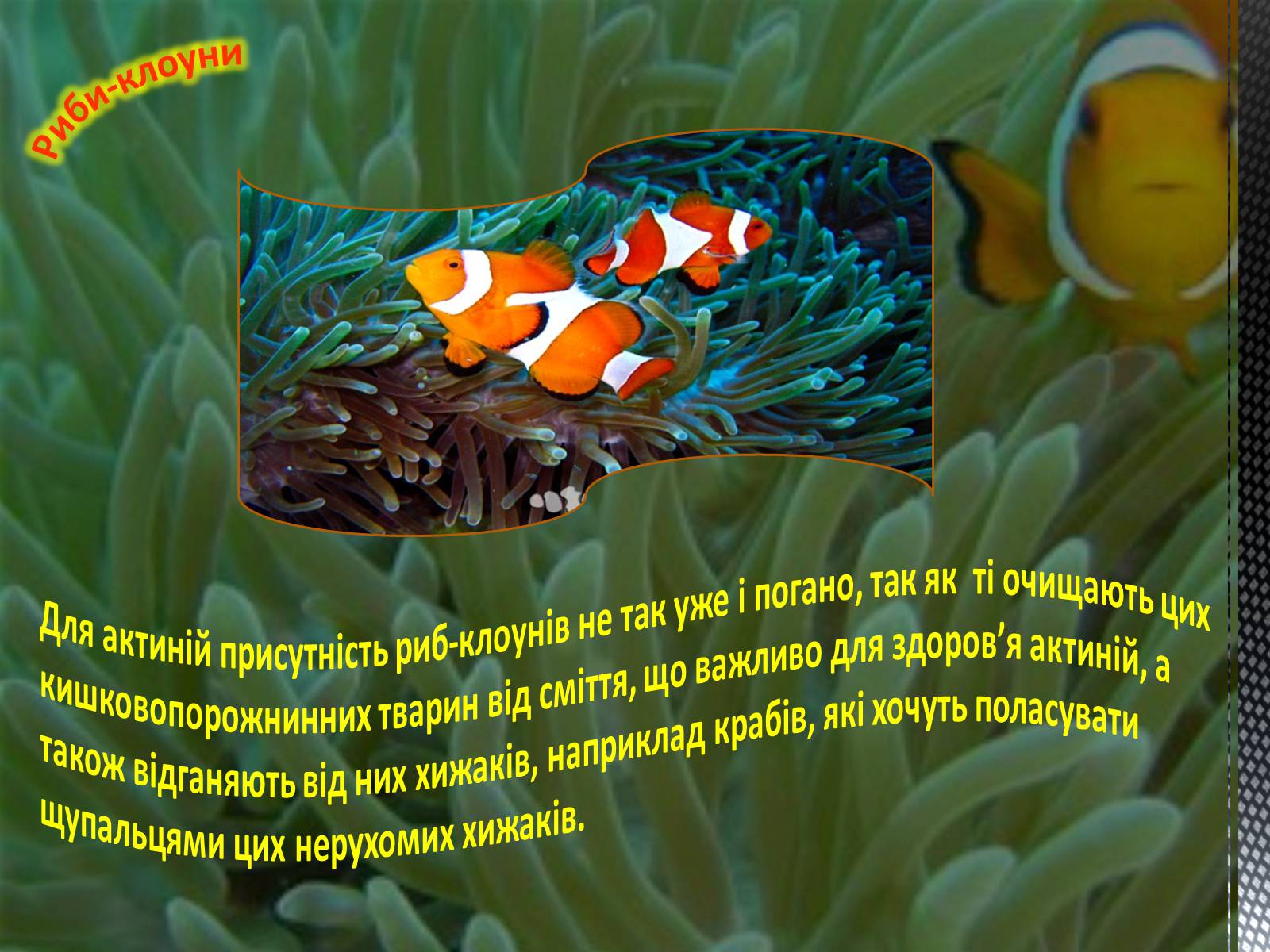 Презентація на тему «Риба-клоун» - Слайд #5 Презентація на тему «Риба-клоун» - Слайд #5