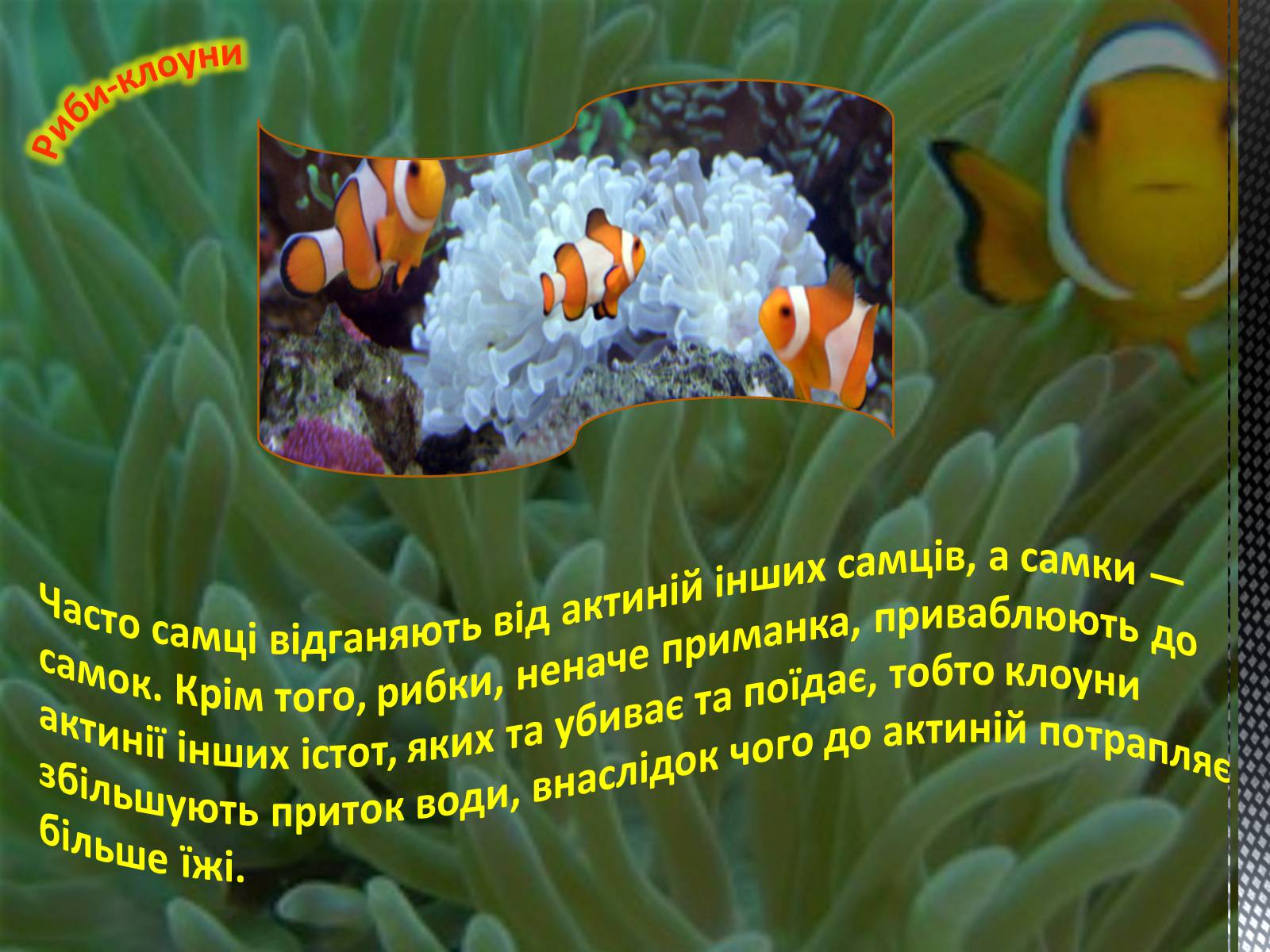 Презентація на тему «Риба-клоун» - Слайд #8 Презентація на тему «Риба-клоун» - Слайд #8