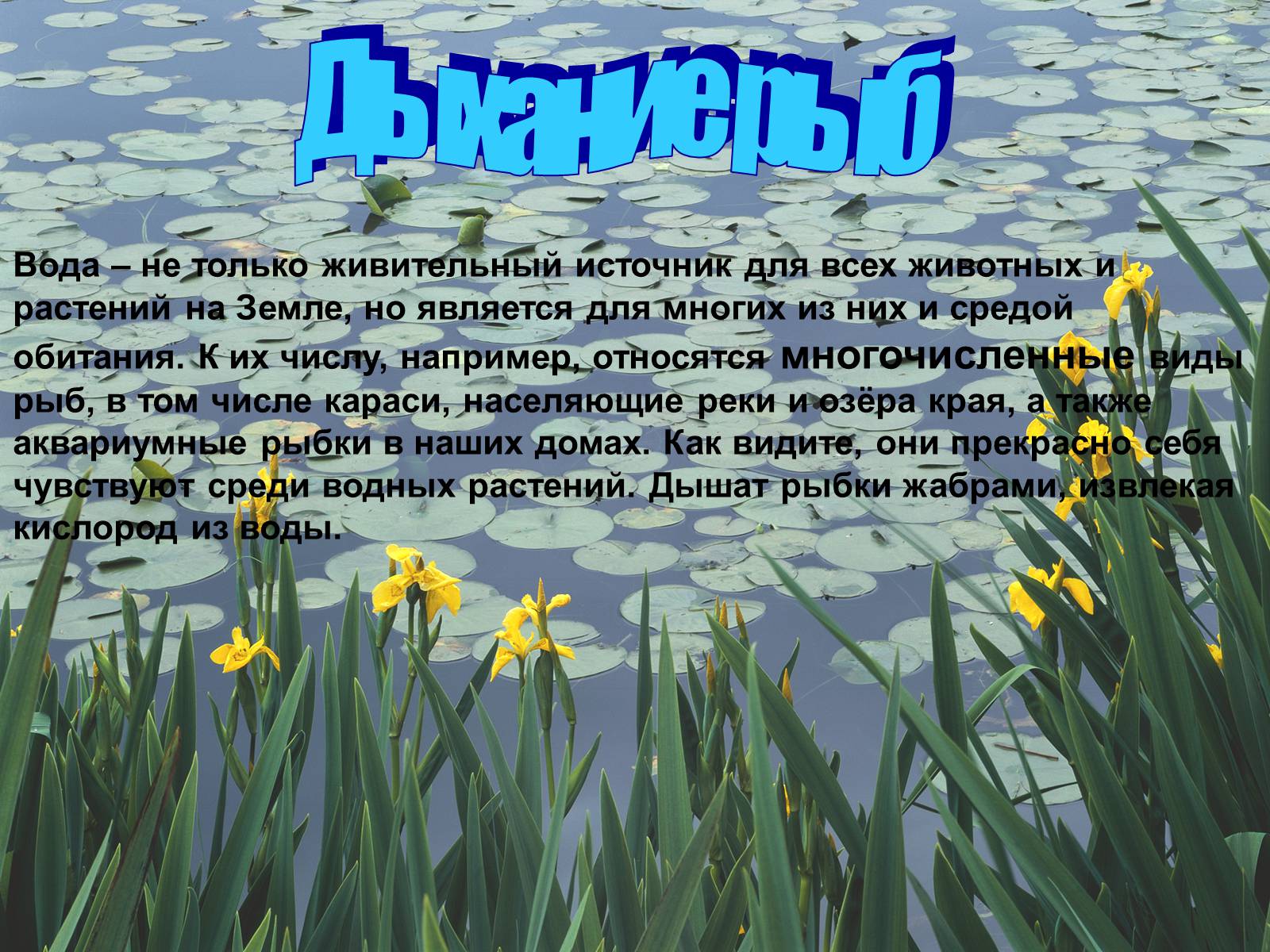 Презентація на тему «Водная среда» - Слайд #5 Презентація на тему «Водная среда» - Слайд #5