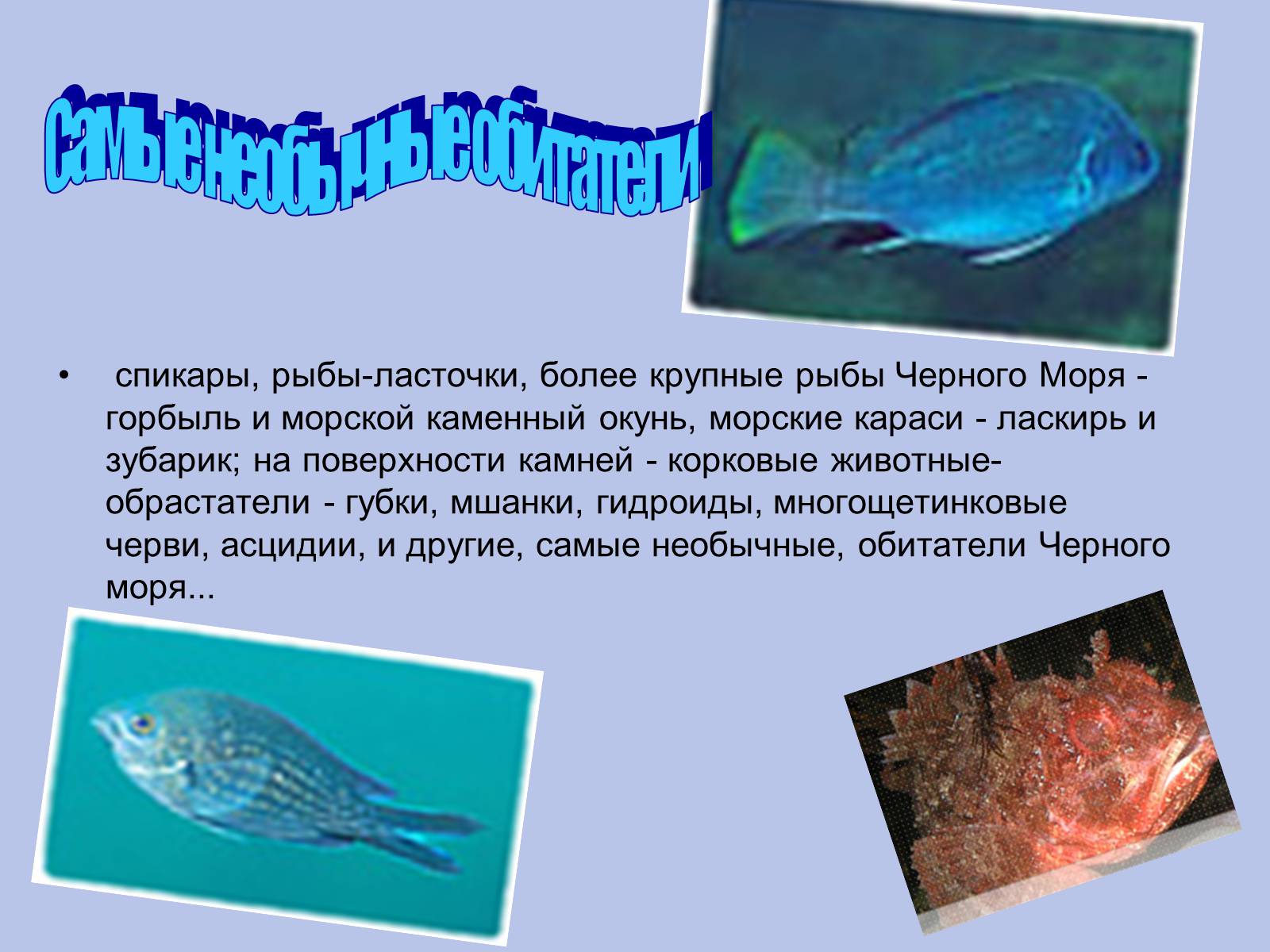 Презентація на тему «Водная среда» - Слайд #9 Презентація на тему «Водная среда» - Слайд #9