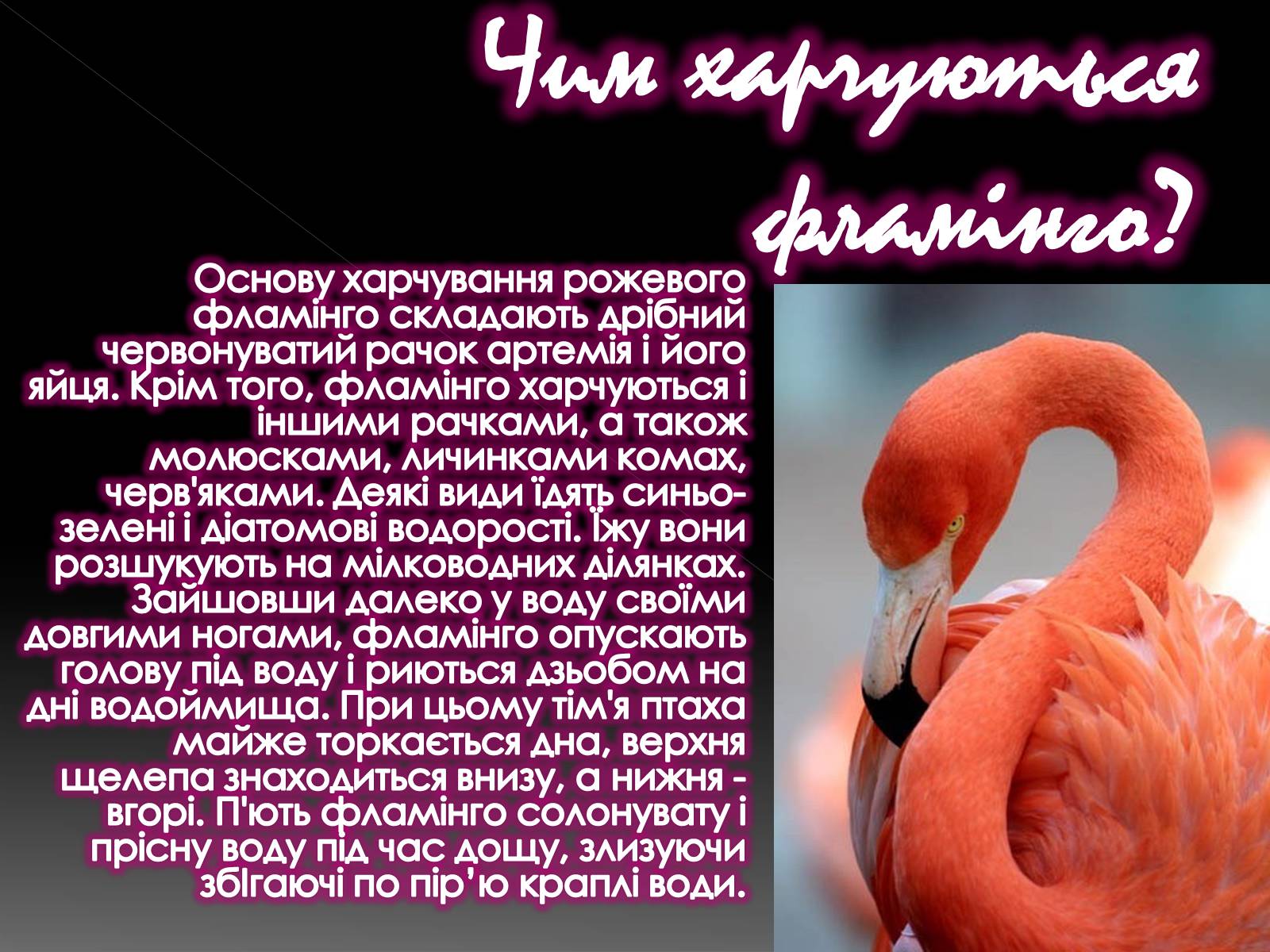 Презентація на тему «Фламiнго рожевий» - Слайд #11 Презентація на тему «Фламiнго рожевий» - Слайд #11