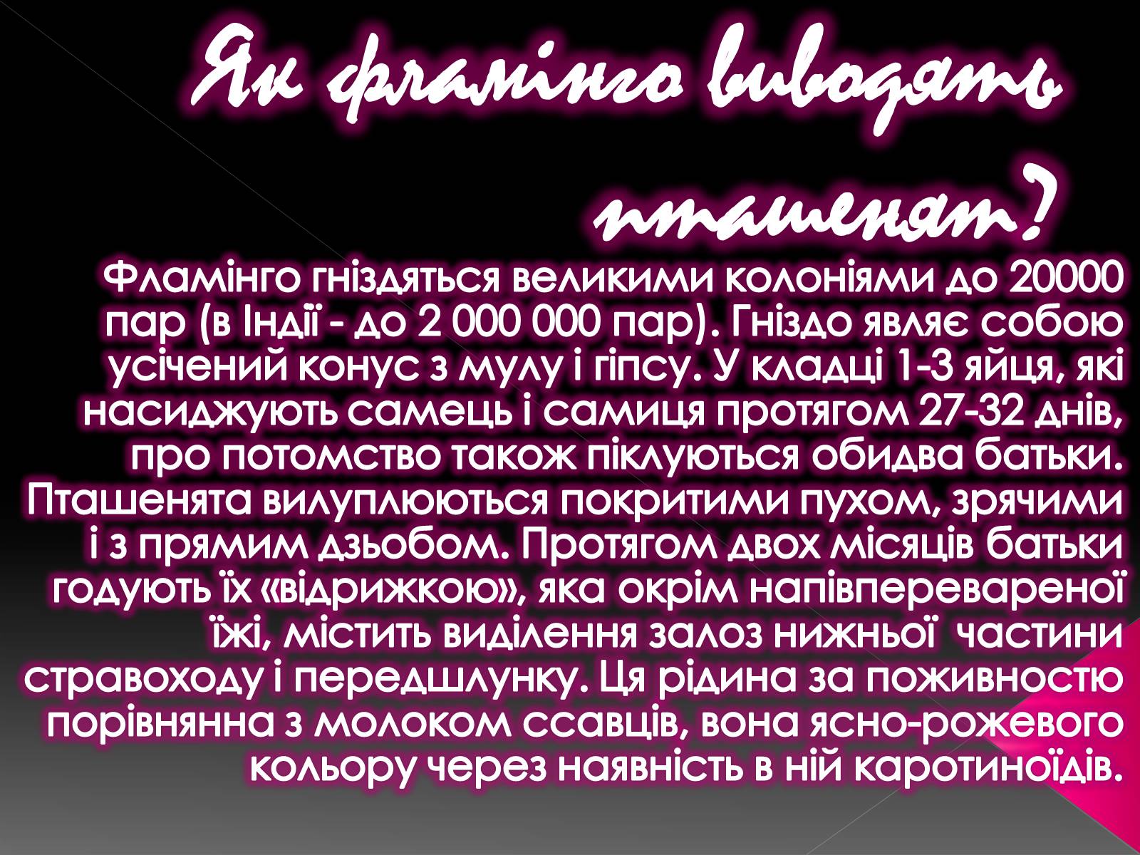 Презентація на тему «Фламiнго рожевий» - Слайд #13 Презентація на тему «Фламiнго рожевий» - Слайд #13