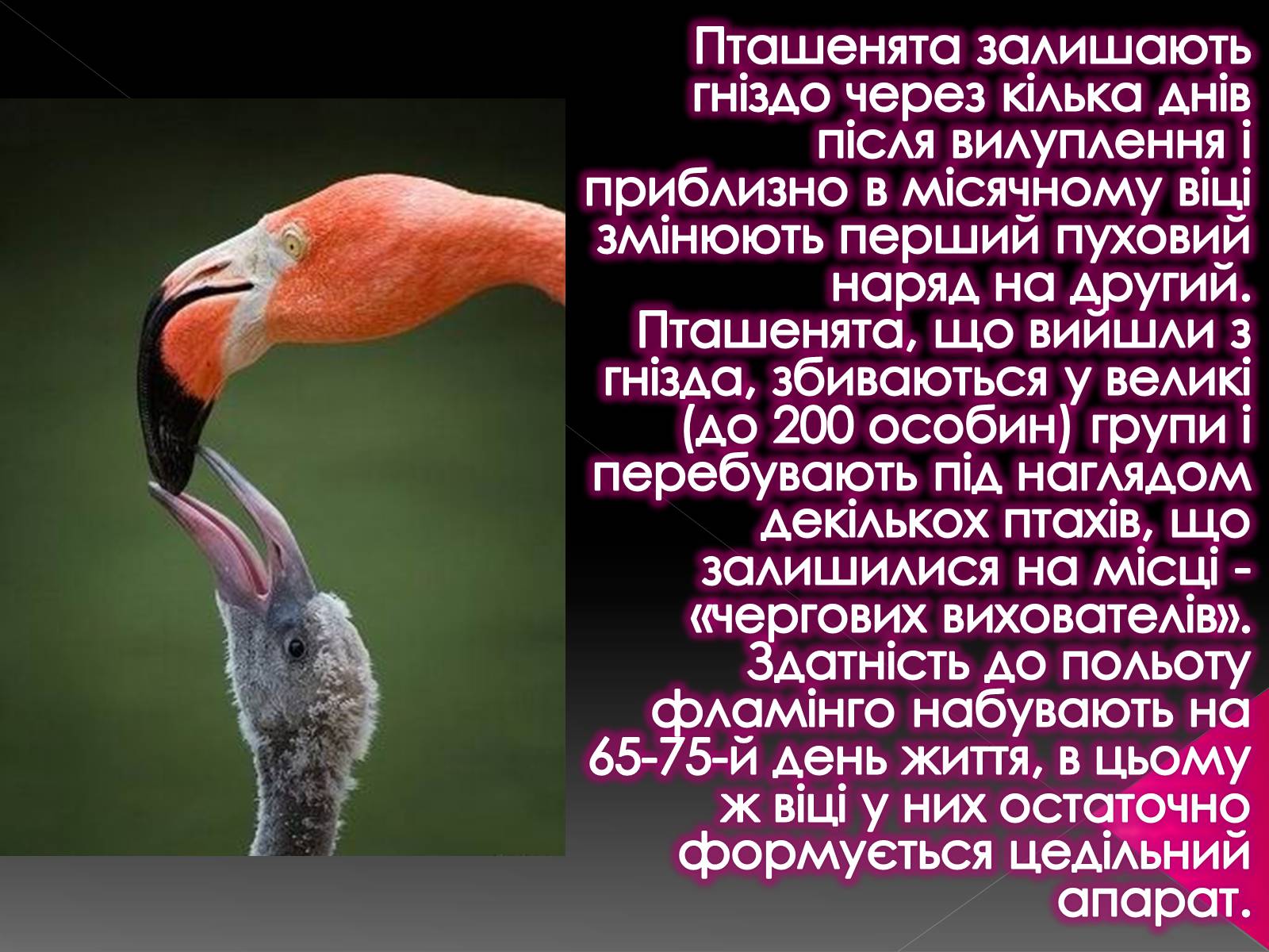 Презентація на тему «Фламiнго рожевий» - Слайд #14 Презентація на тему «Фламiнго рожевий» - Слайд #14