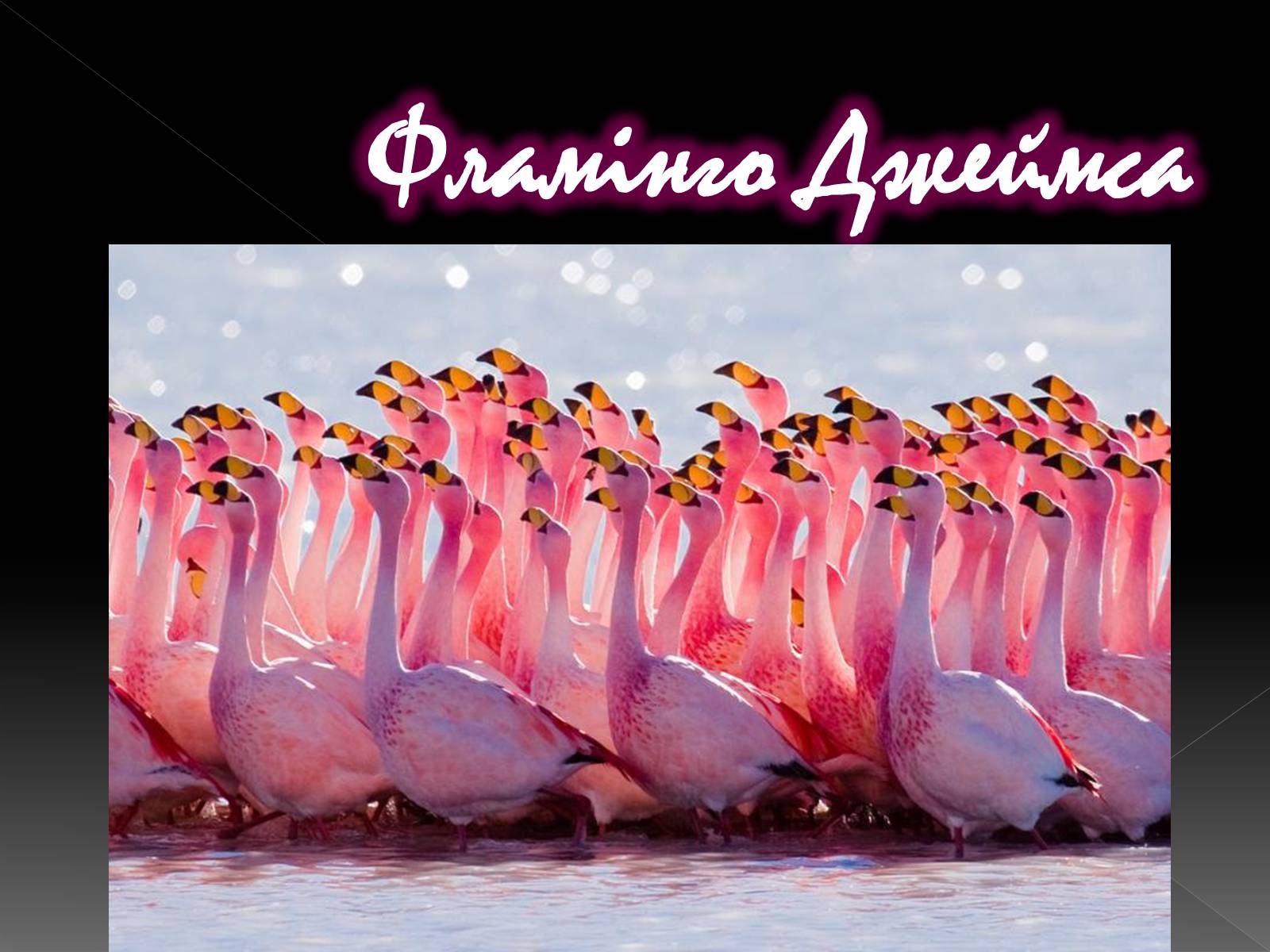Презентація на тему «Фламiнго рожевий» - Слайд #19 Презентація на тему «Фламiнго рожевий» - Слайд #19