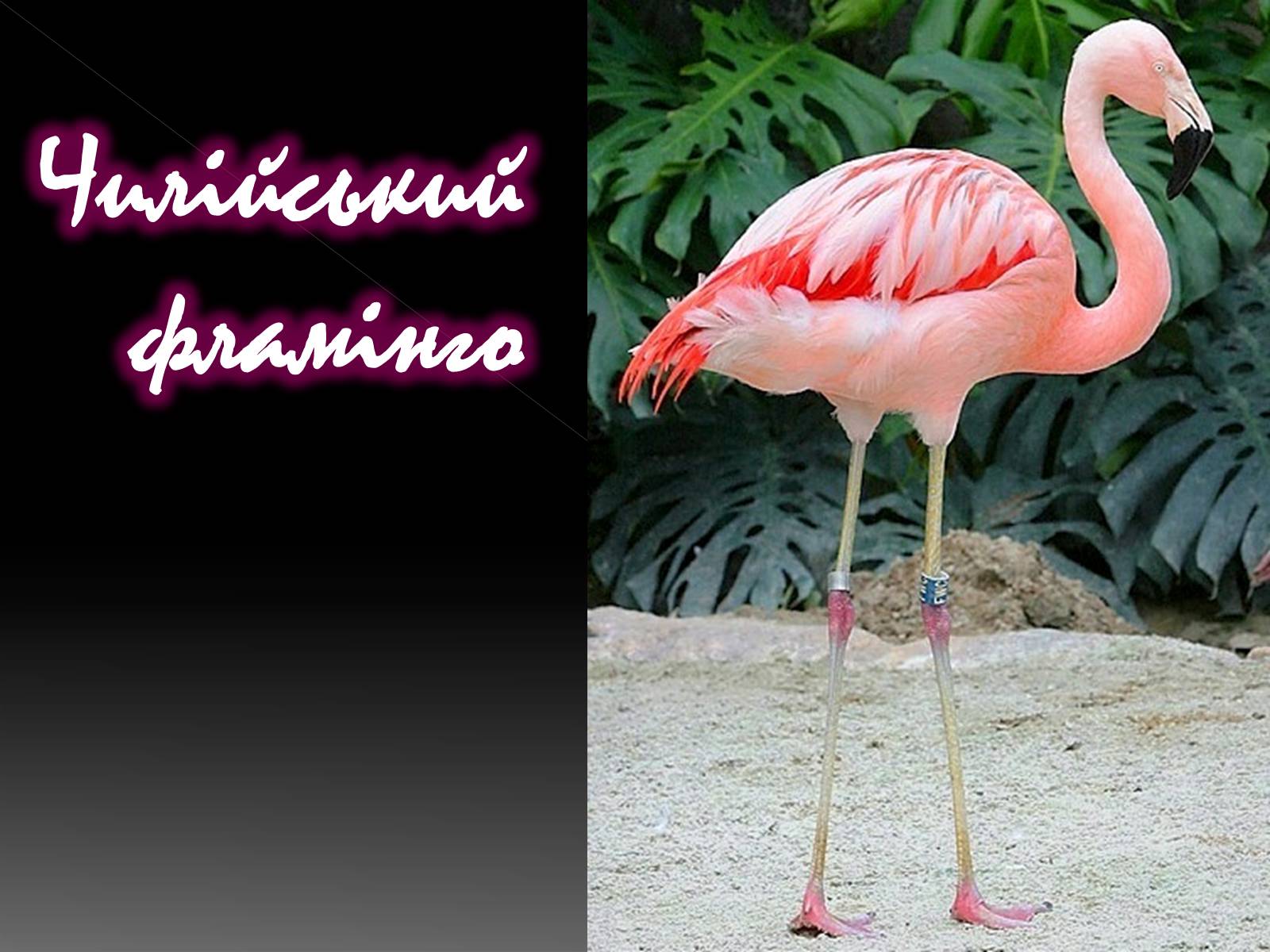 Презентація на тему «Фламiнго рожевий» - Слайд #20 Презентація на тему «Фламiнго рожевий» - Слайд #20