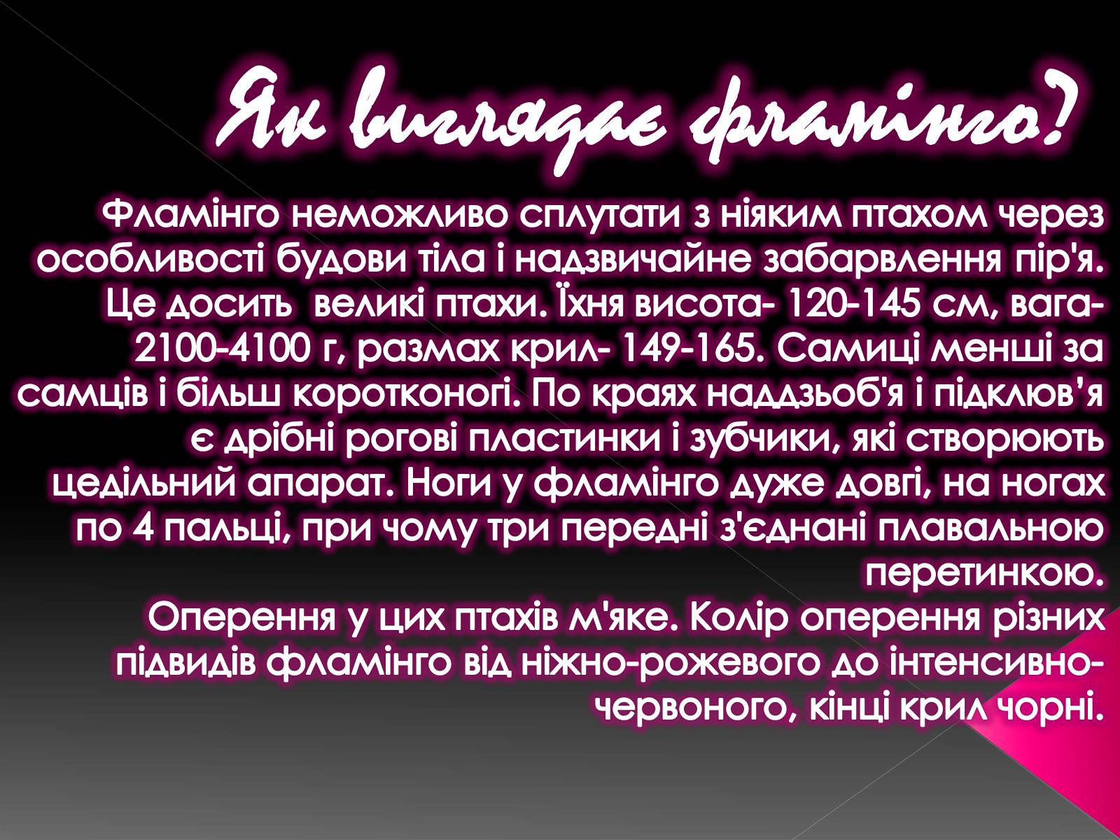 Презентація на тему «Фламiнго рожевий» - Слайд #3 Презентація на тему «Фламiнго рожевий» - Слайд #3