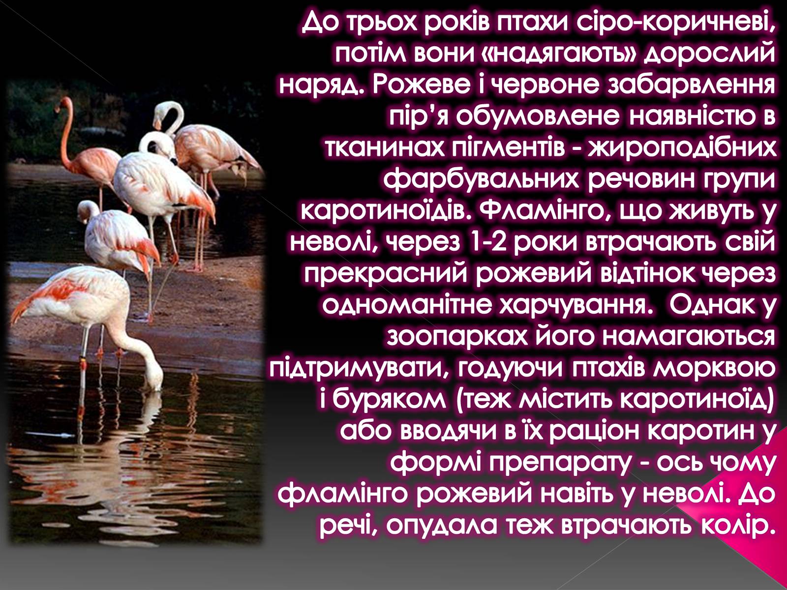 Презентація на тему «Фламiнго рожевий» - Слайд #4 Презентація на тему «Фламiнго рожевий» - Слайд #4