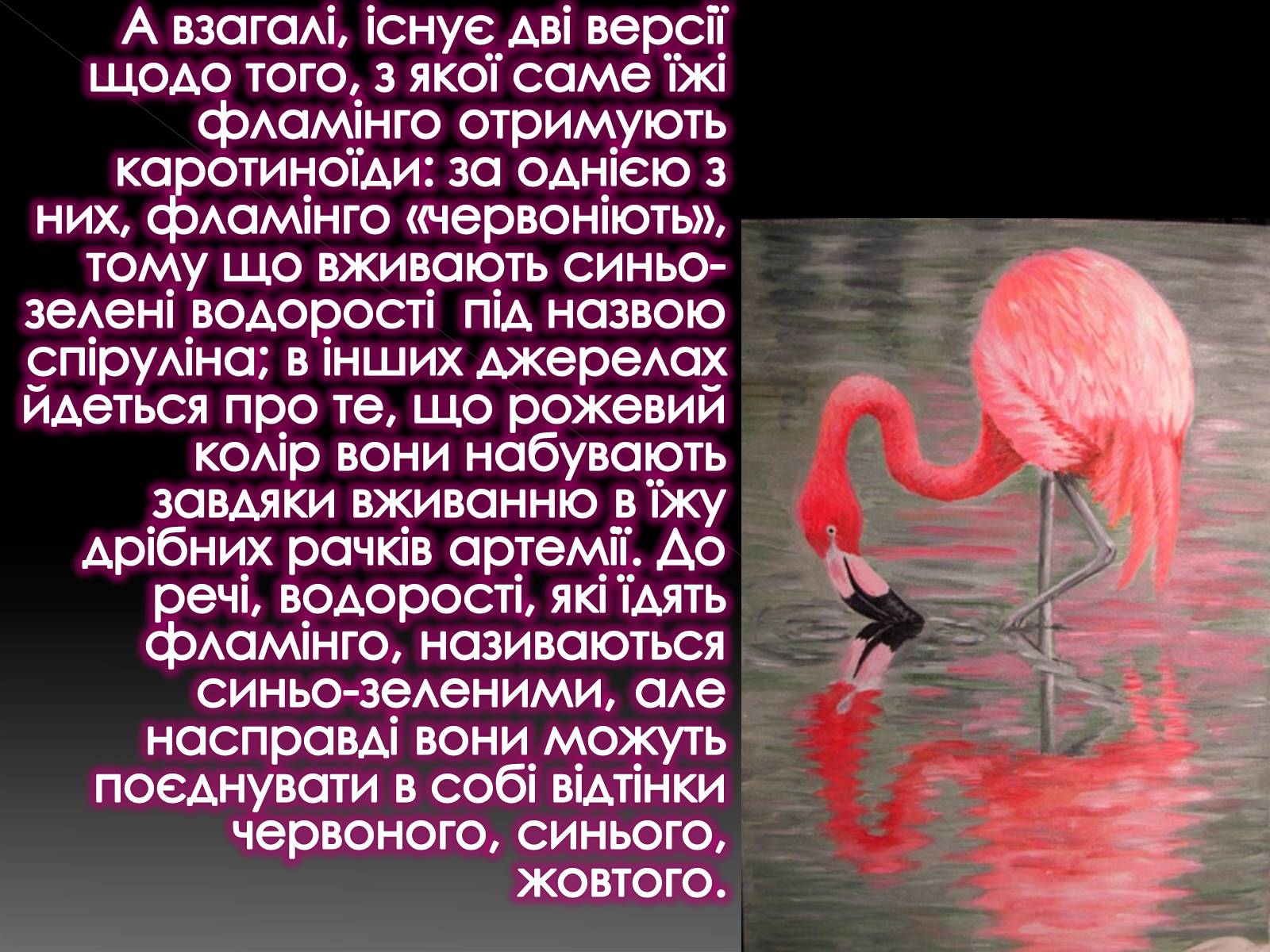 Презентація на тему «Фламiнго рожевий» - Слайд #7 Презентація на тему «Фламiнго рожевий» - Слайд #7