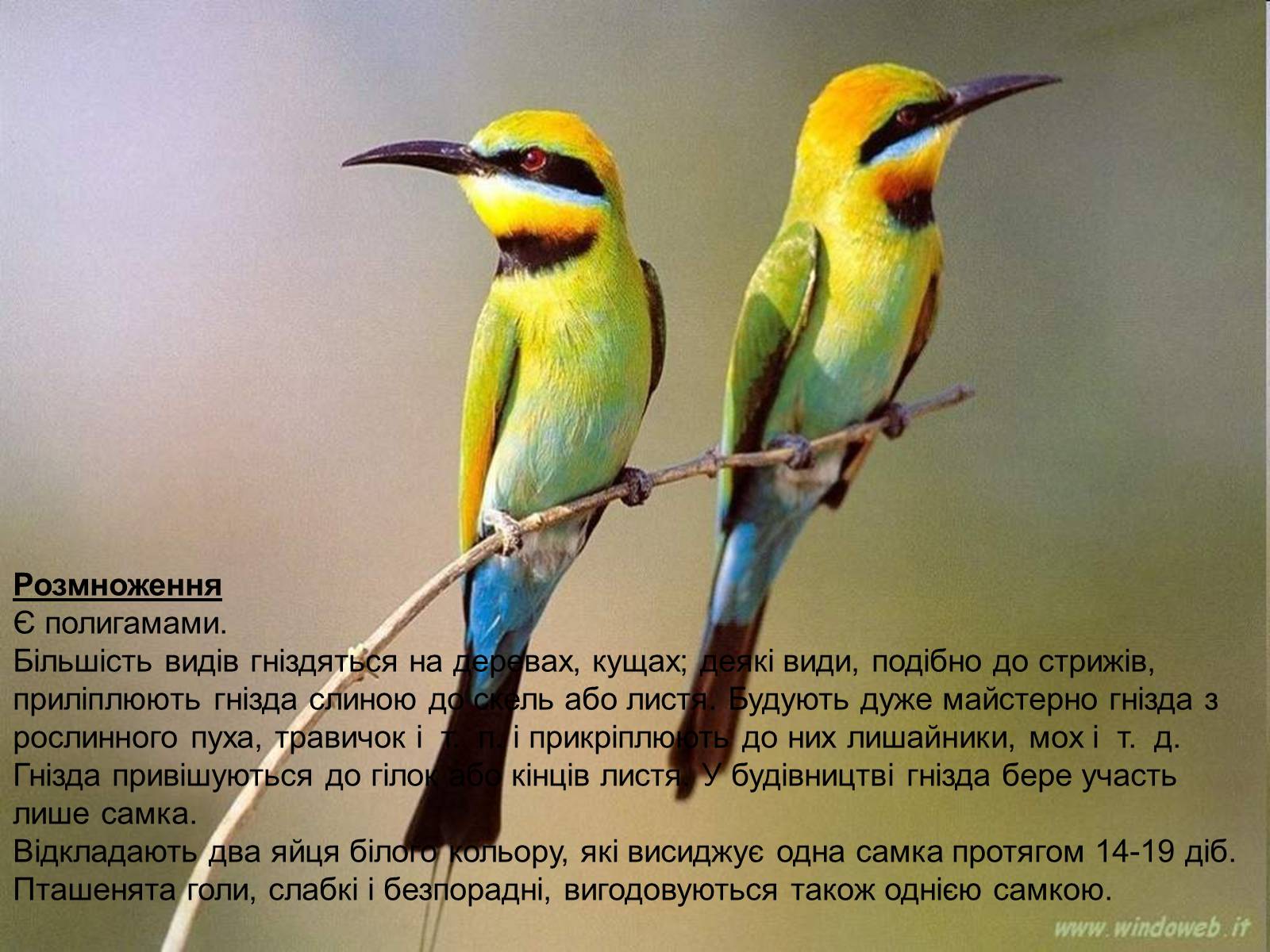 Презентація на тему «Колібрі» - Слайд #15 Презентація на тему «Колібрі» - Слайд #15