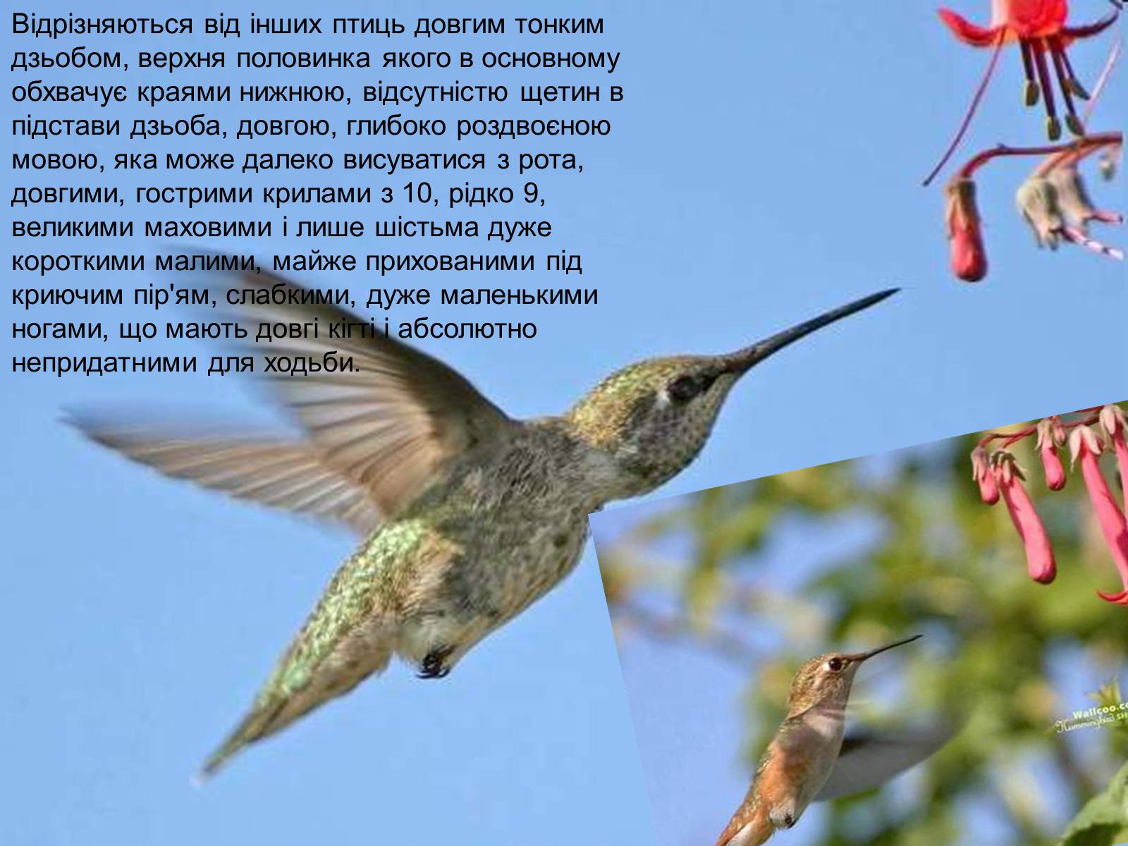 Презентація на тему «Колібрі» - Слайд #6 Презентація на тему «Колібрі» - Слайд #6