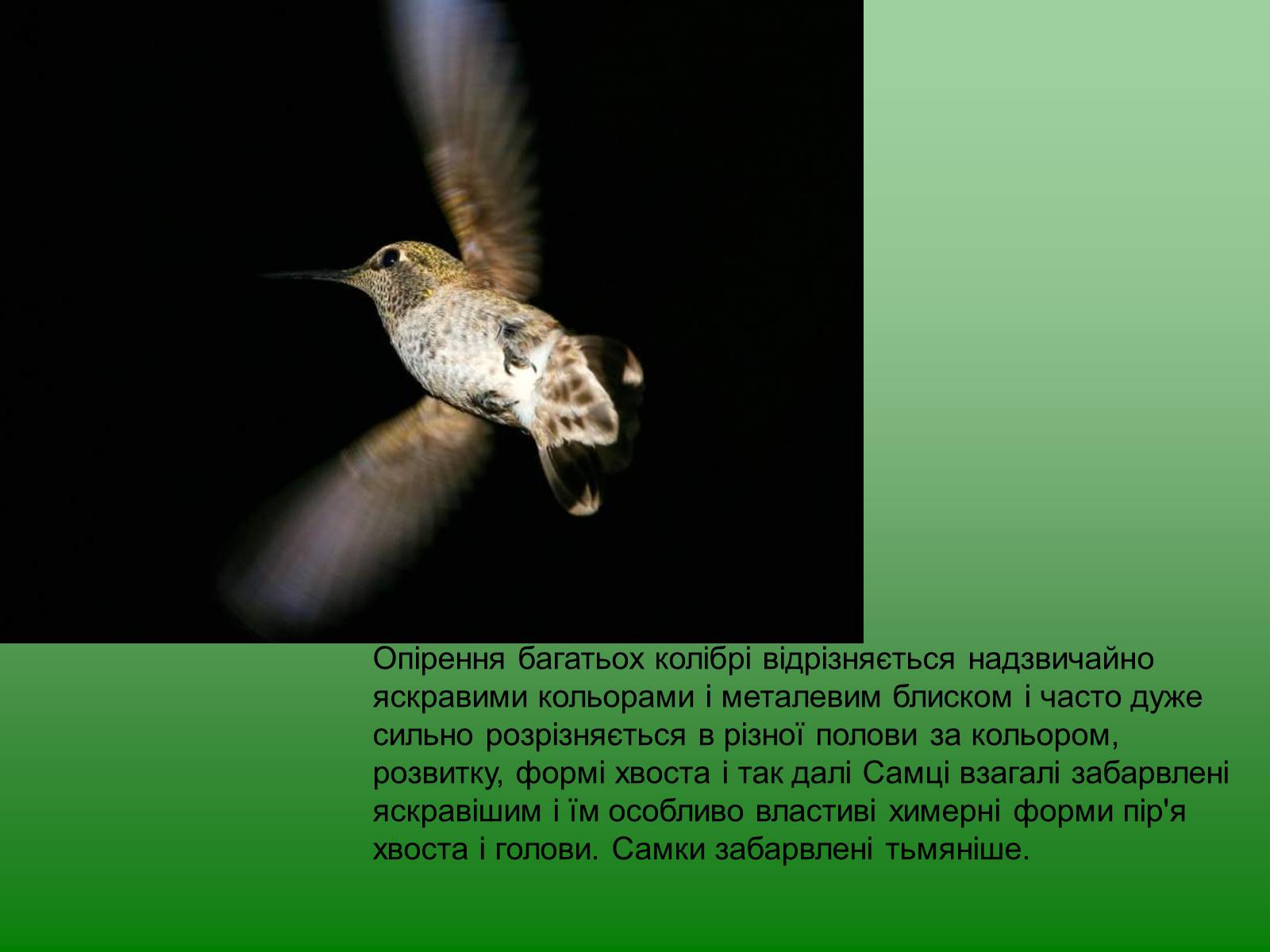 Презентація на тему «Колібрі» - Слайд #8 Презентація на тему «Колібрі» - Слайд #8