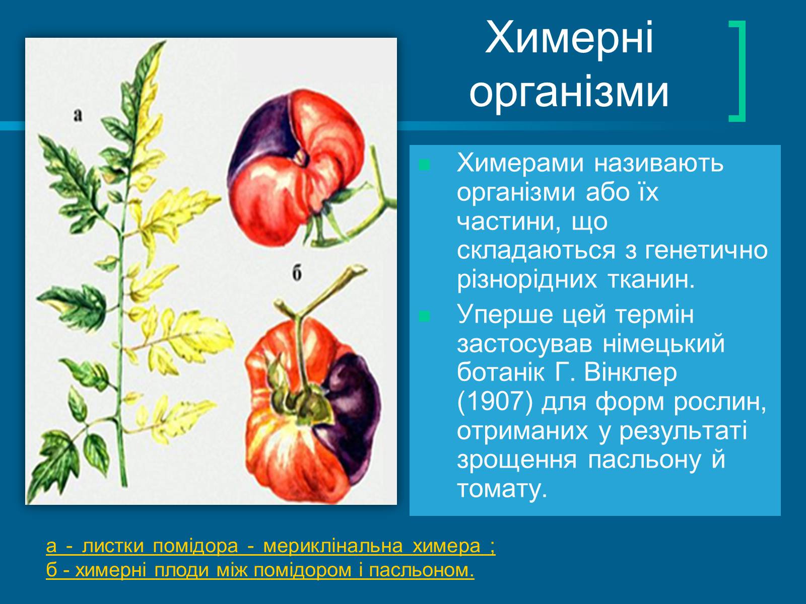 Презентація на тему «Трансгенні та химерні організми» (варіант 4) - Слайд #15 Презентація на тему «Трансгенні та химерні організми» (варіант 4) - Слайд #15
