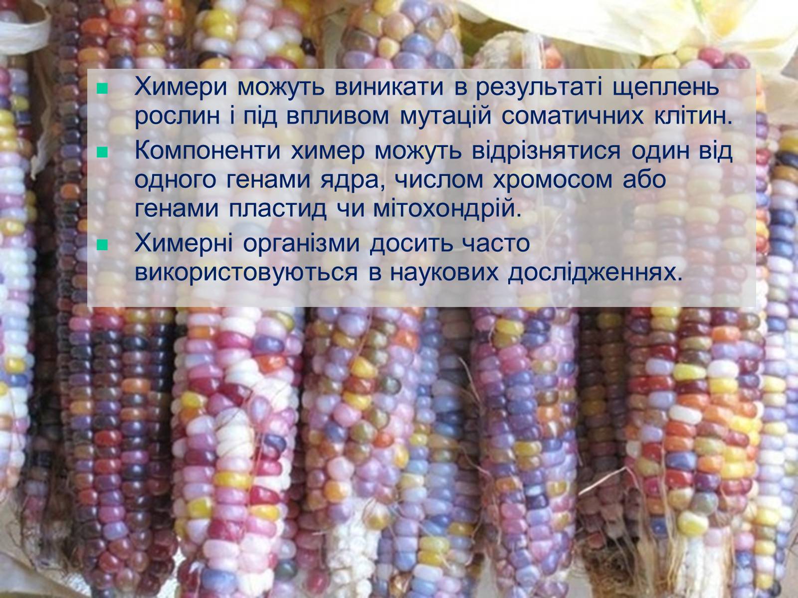 Презентація на тему «Трансгенні та химерні організми» (варіант 4) - Слайд #17 Презентація на тему «Трансгенні та химерні організми» (варіант 4) - Слайд #17