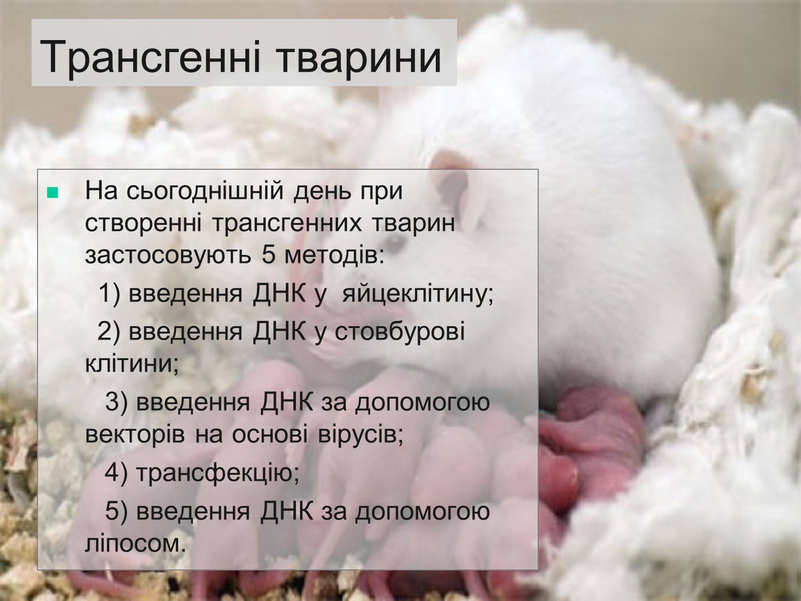 Презентація на тему «Трансгенні та химерні організми» (варіант 4) - Слайд #6 Презентація на тему «Трансгенні та химерні організми» (варіант 4) - Слайд #6