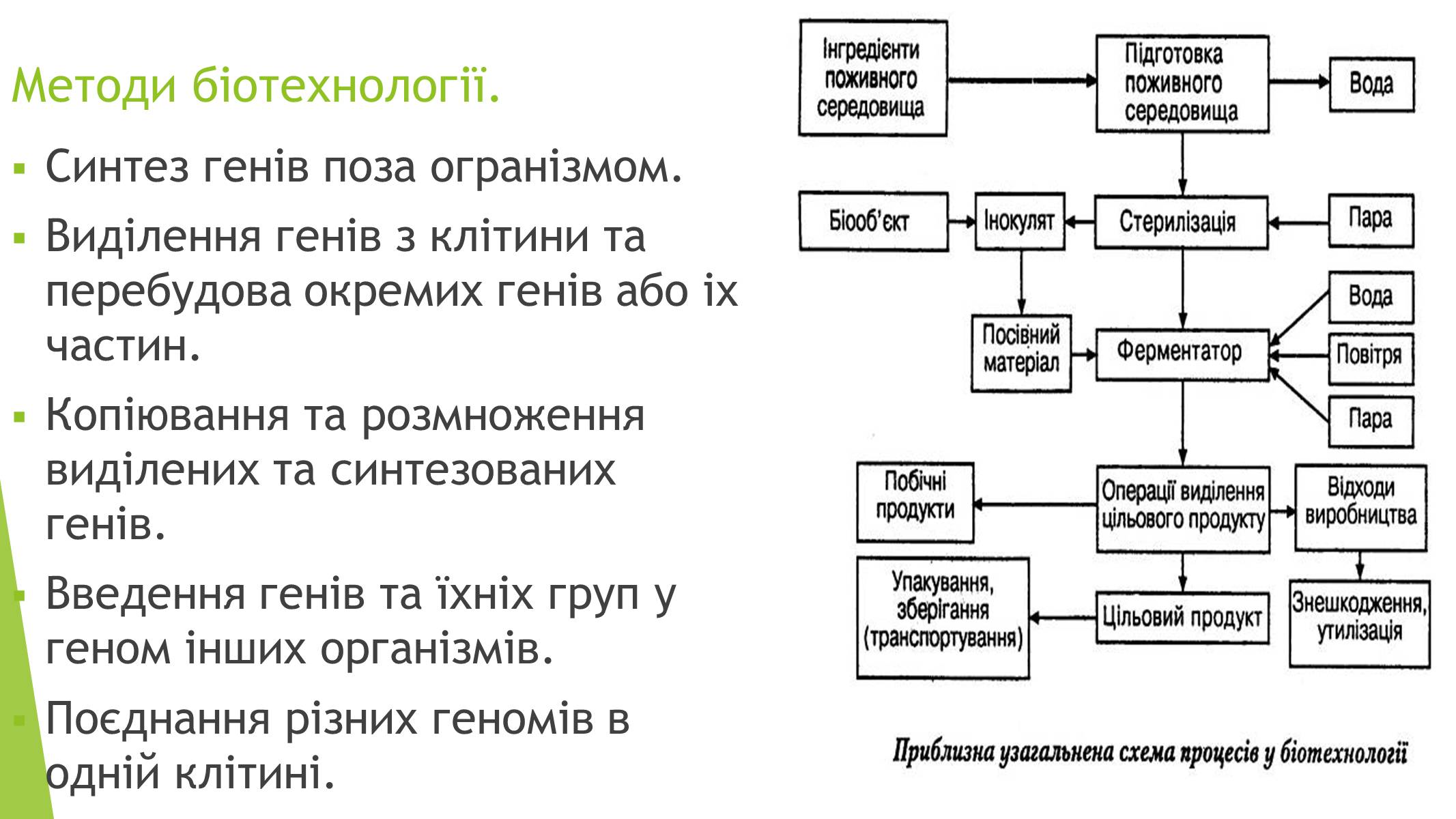 Презентація на тему «Основні напрями сучасної біотехнології» - Слайд #4 Презентація на тему «Основні напрями сучасної біотехнології» - Слайд #4